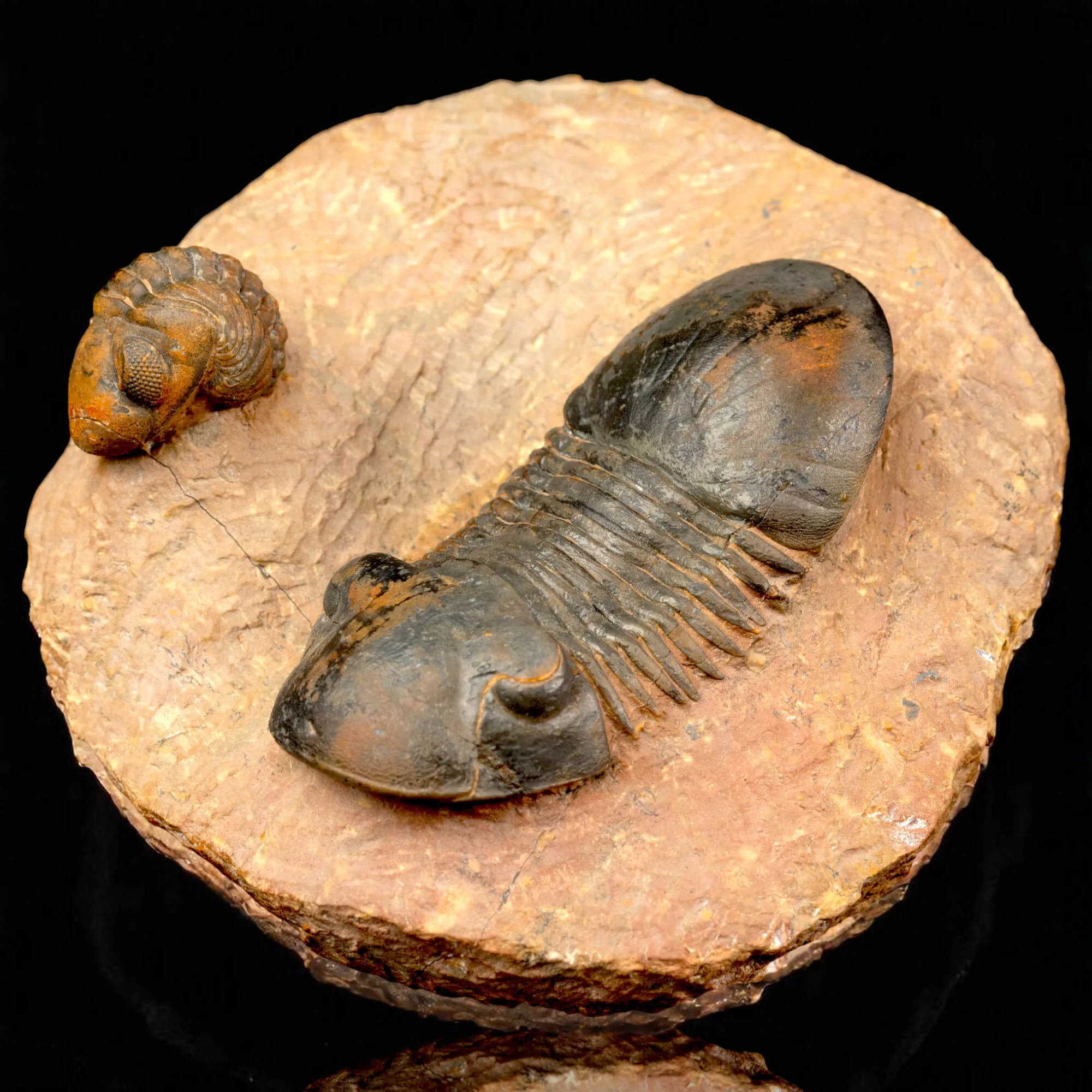 Trilobiti Paralejurus sp. e Reedops sp.