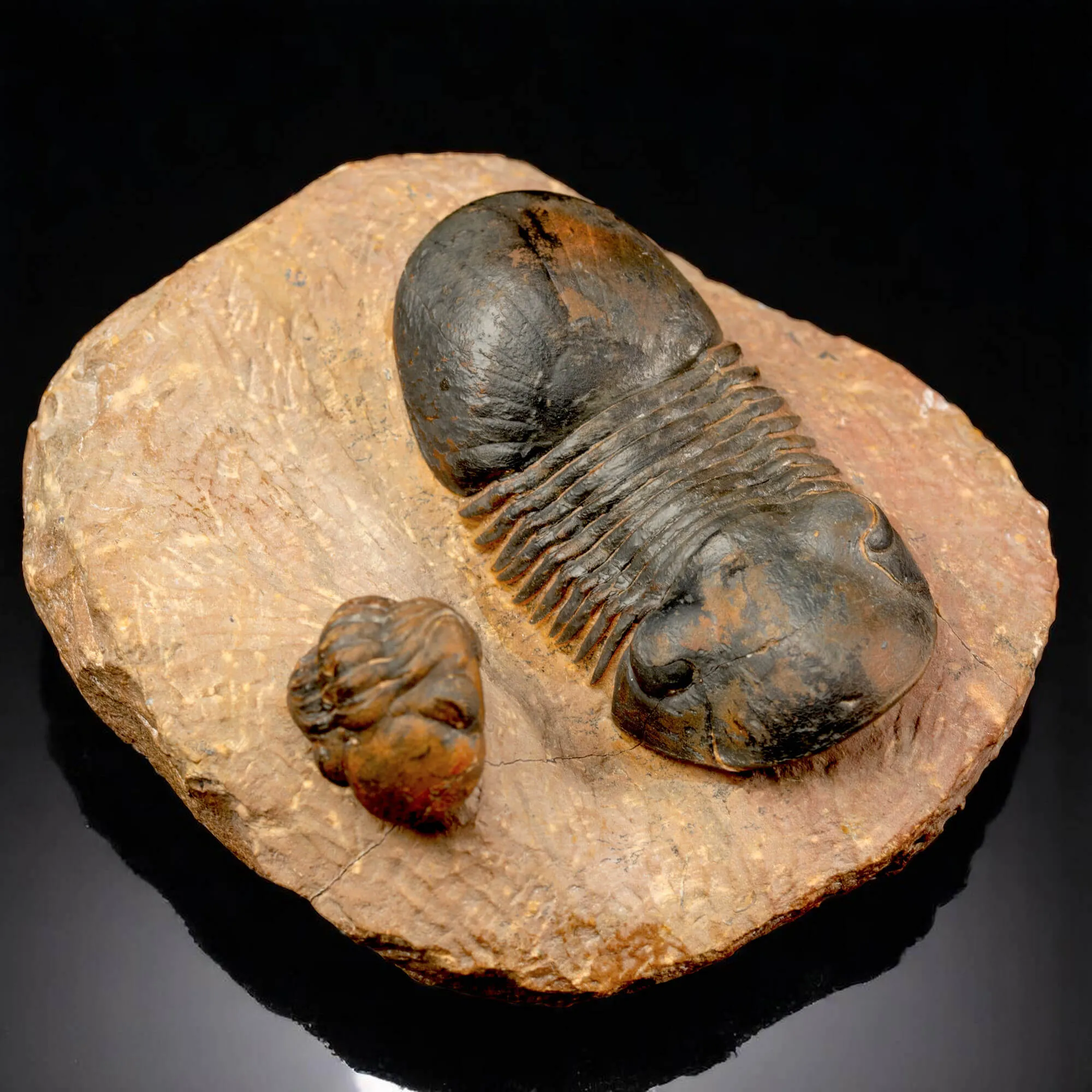 Trilobiti Paralejurus sp. e Reedops sp.