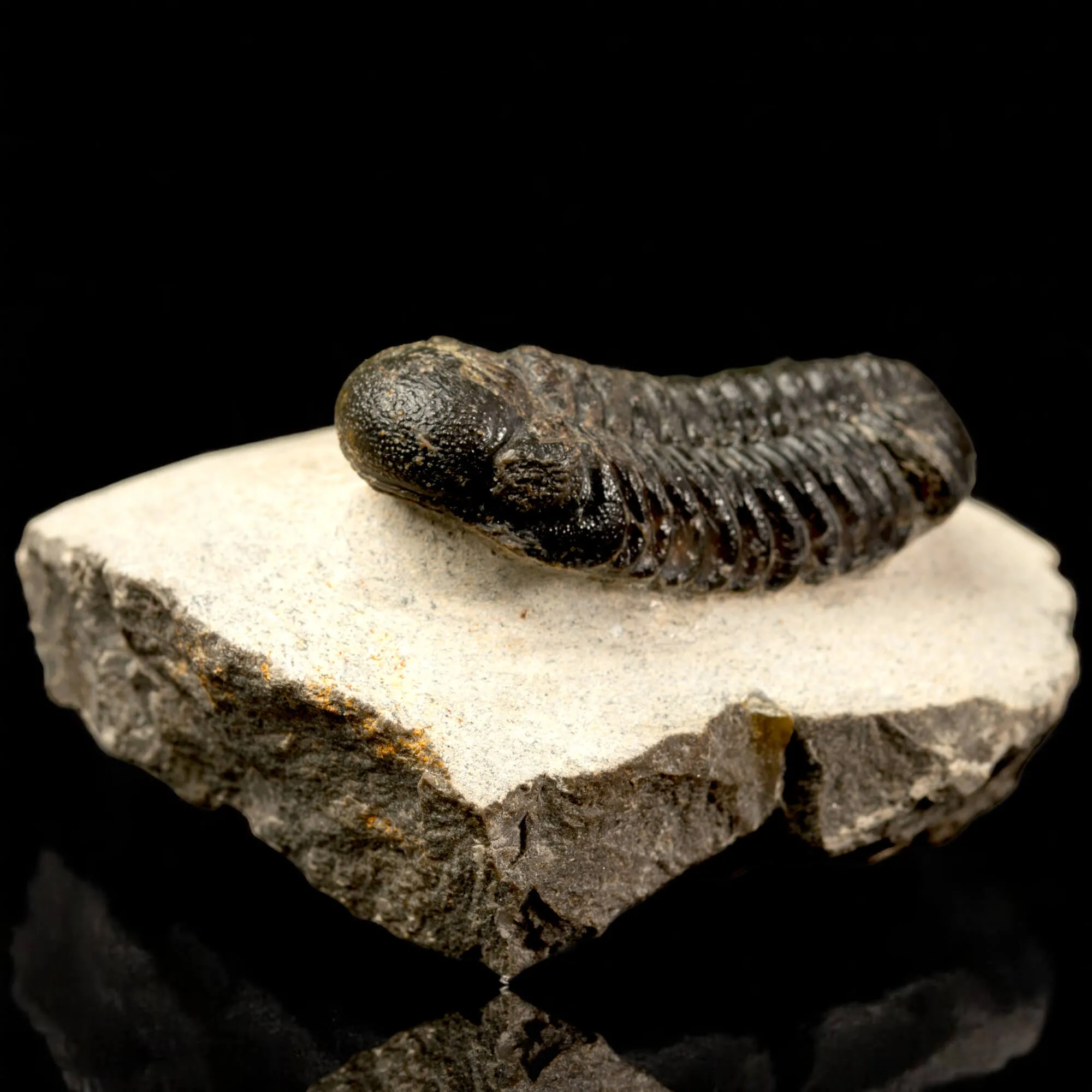 Trilobite Fossile  Phacops Rana – Devoniano, Marocco
