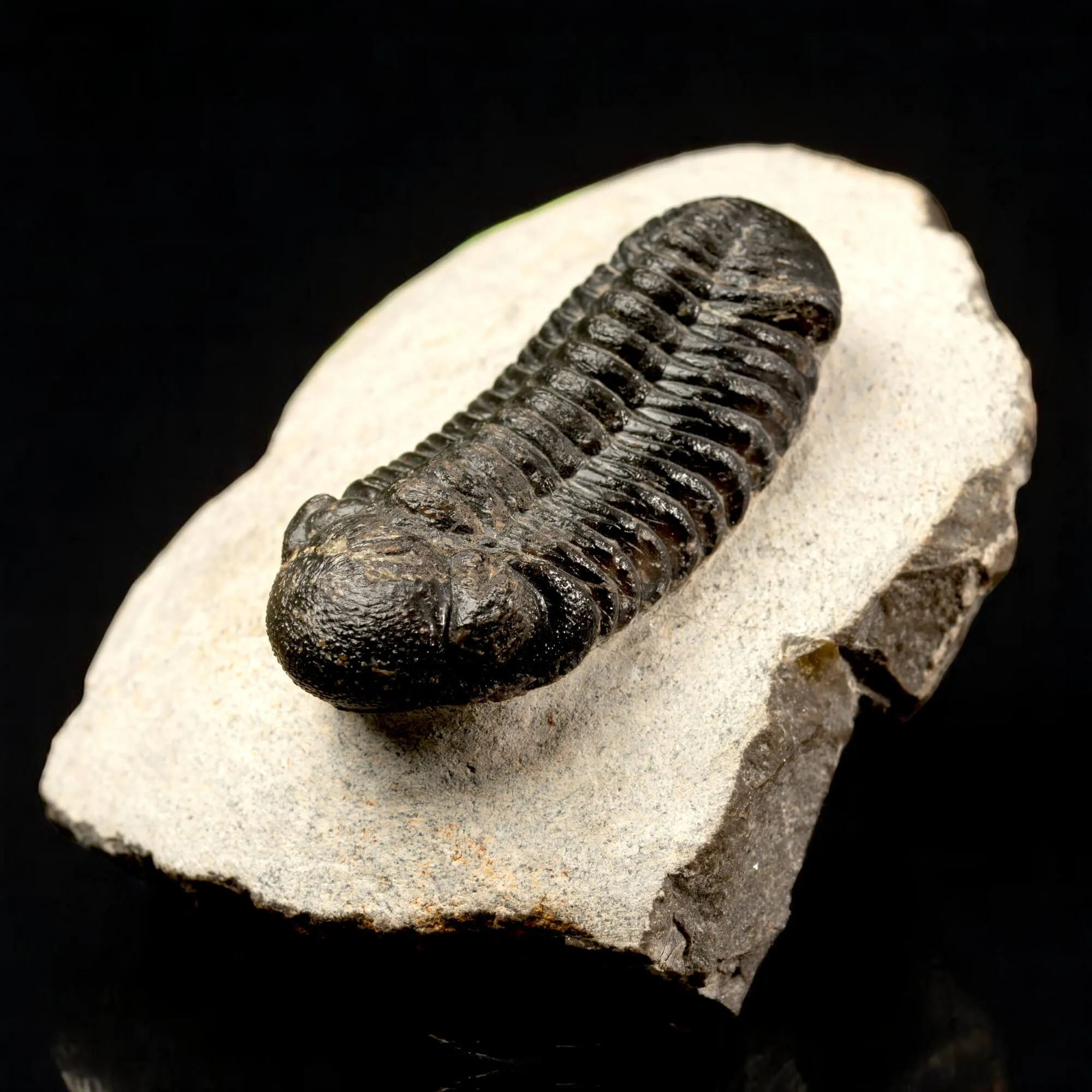 Trilobite Fossile  Phacops Rana – Devoniano, Marocco