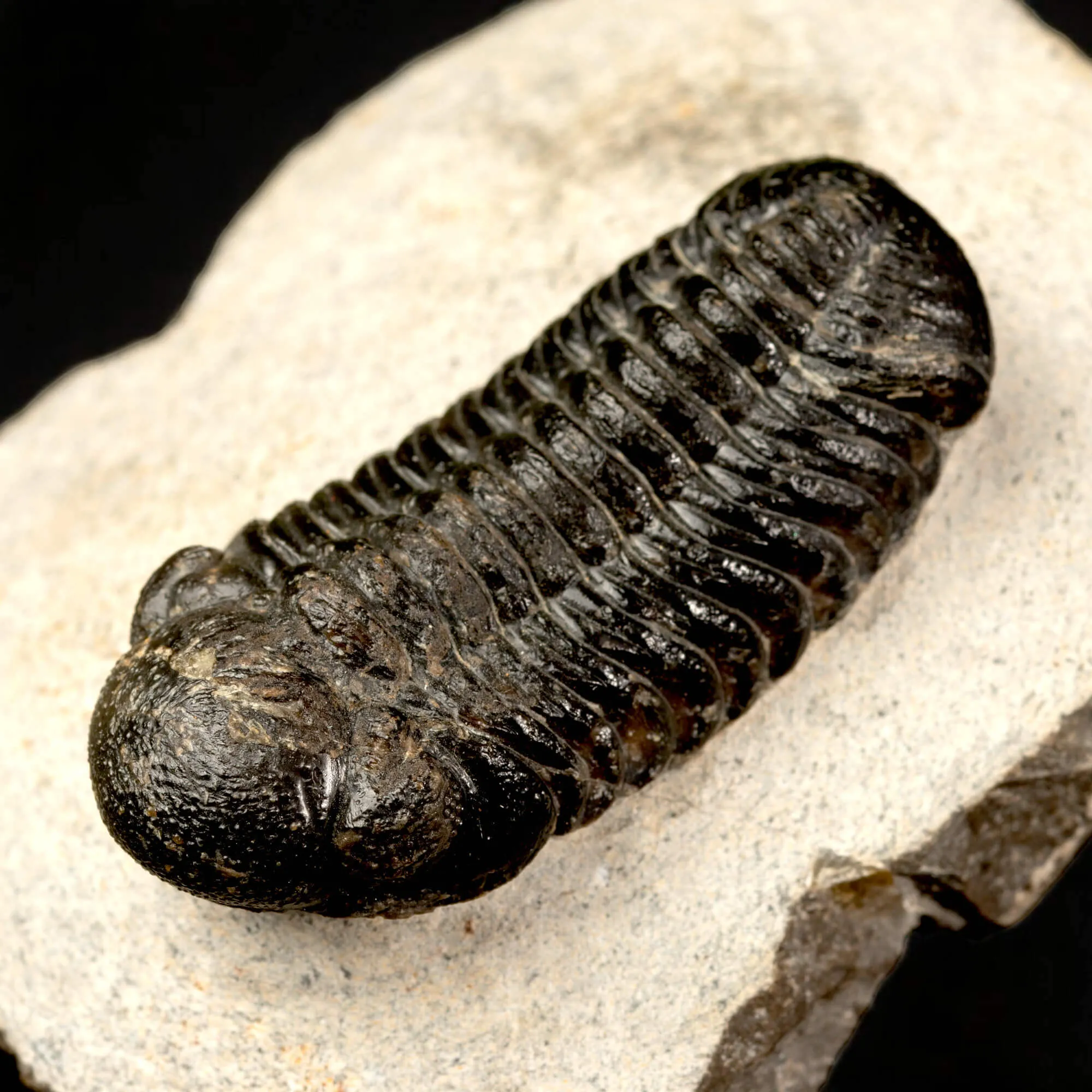 Trilobite Fossile  Phacops Rana – Devoniano, Marocco