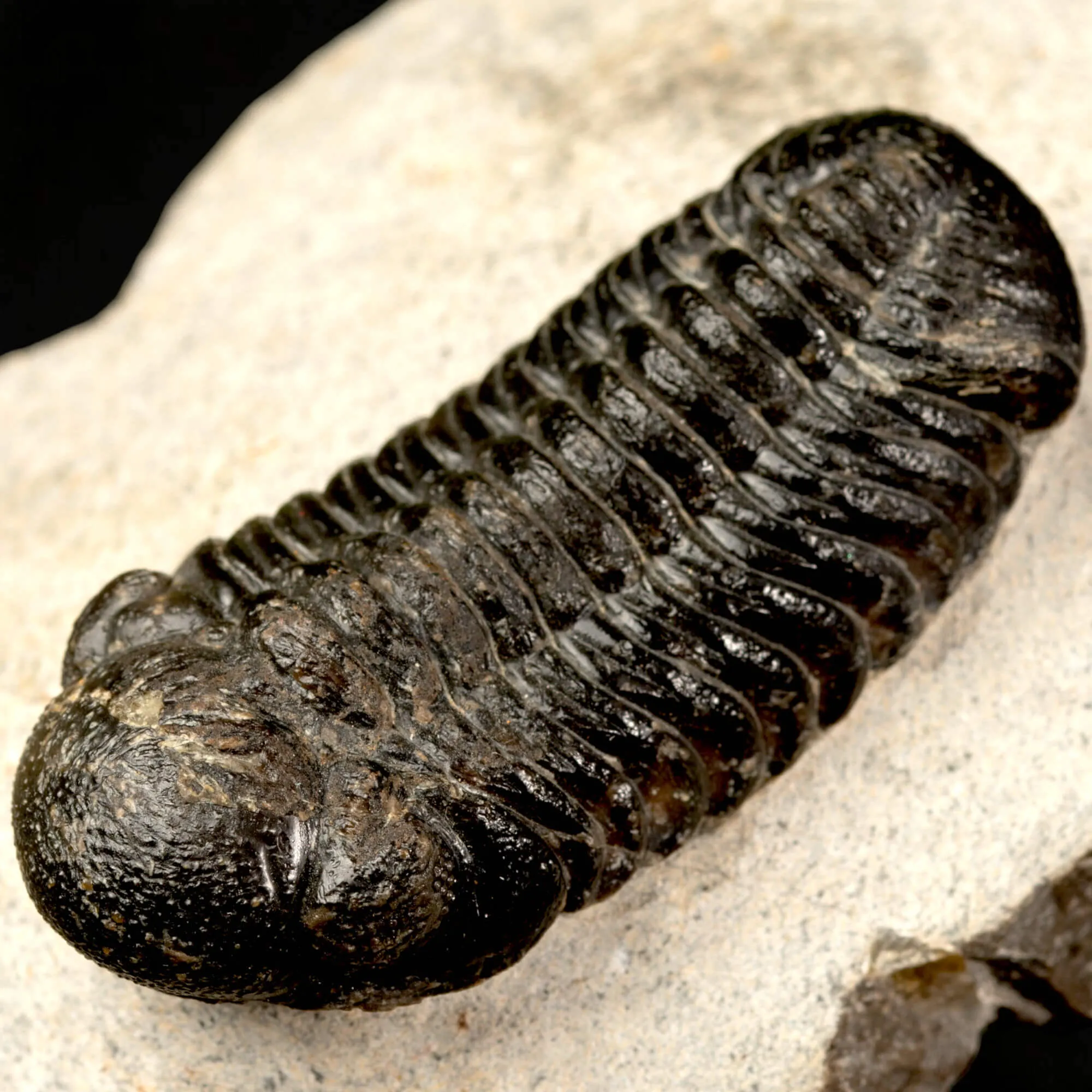 Trilobite Fossile  Phacops Rana – Devoniano, Marocco