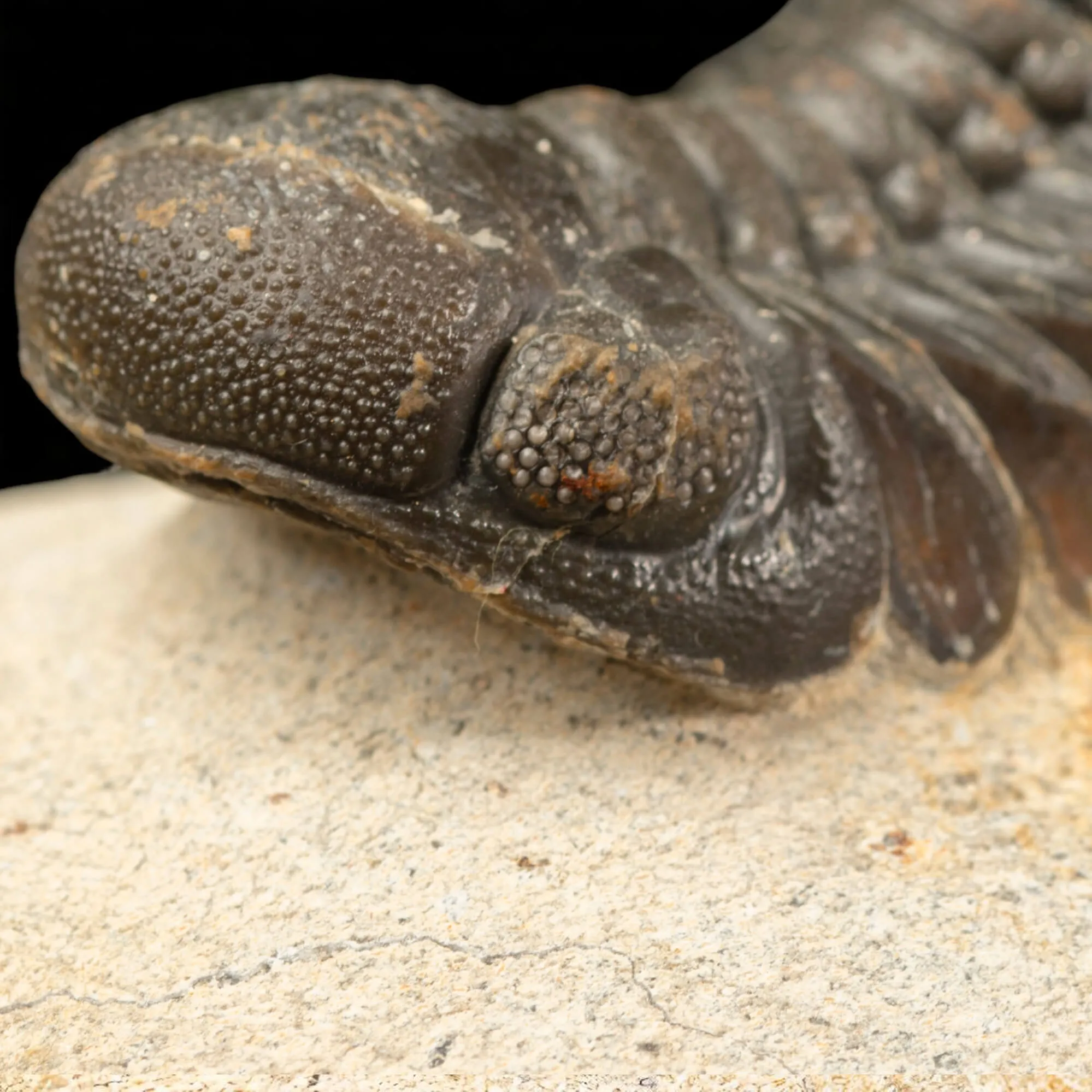 Trilobite Gerastos Granulosus – Fossile Devoniano.