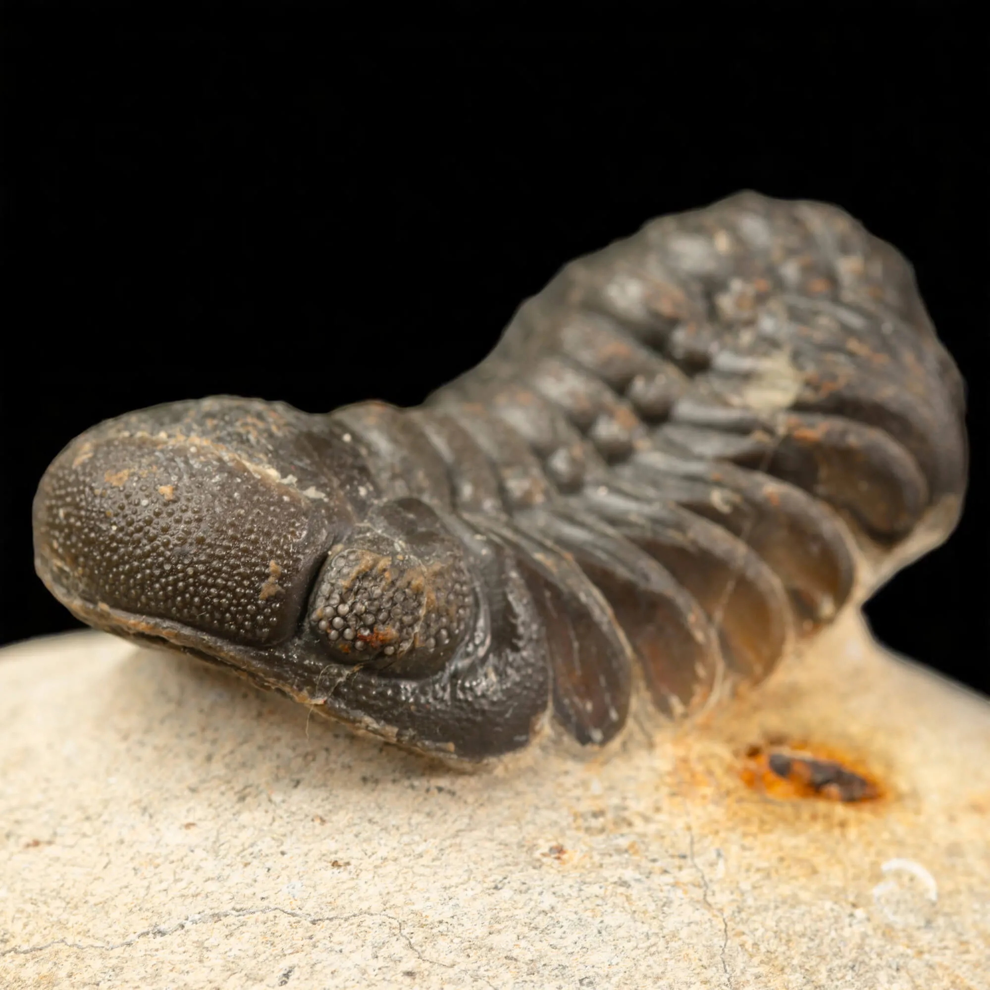 Trilobite Gerastos Granulosus – Fossile Devoniano.