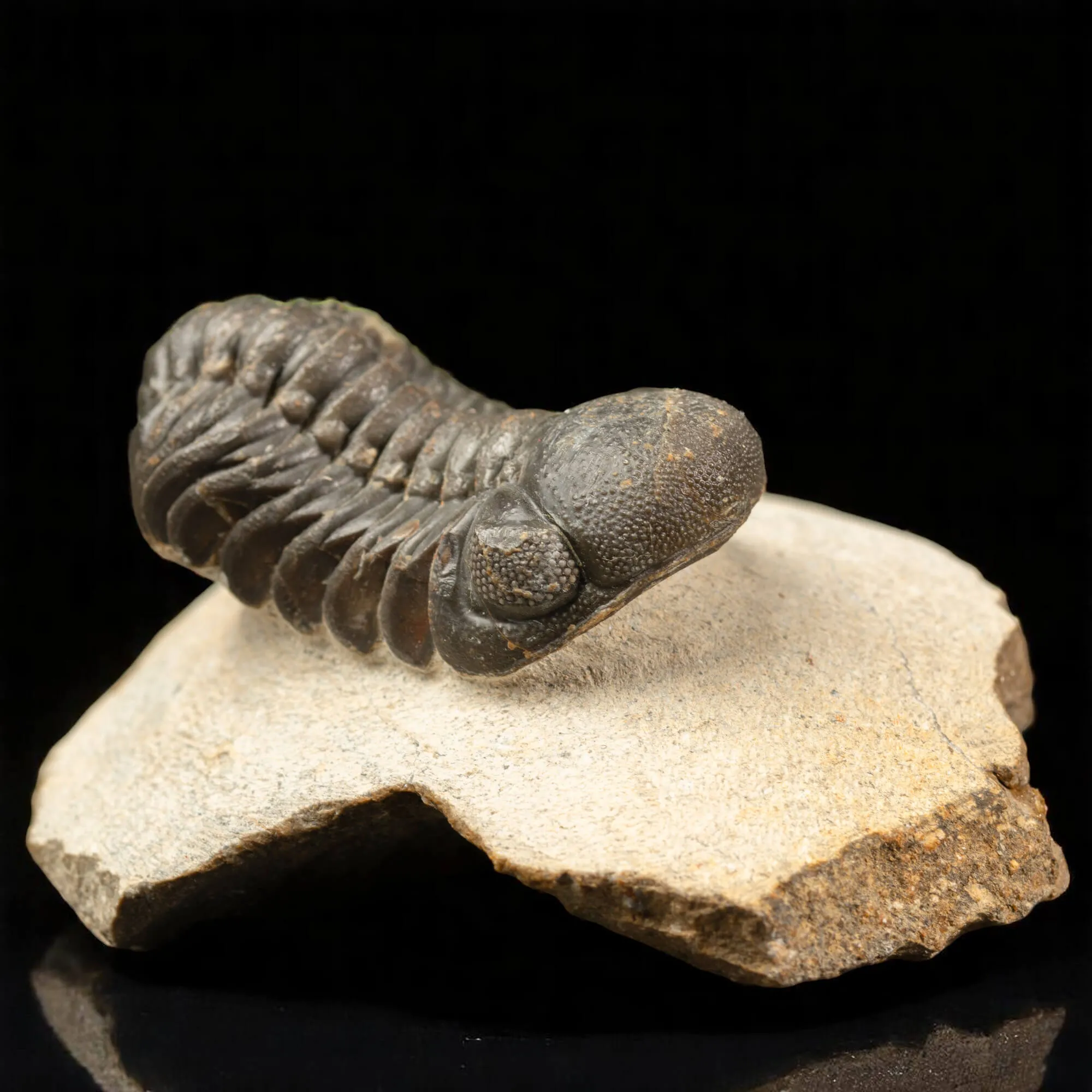 Trilobite Gerastos Granulosus – Fossile Devoniano.