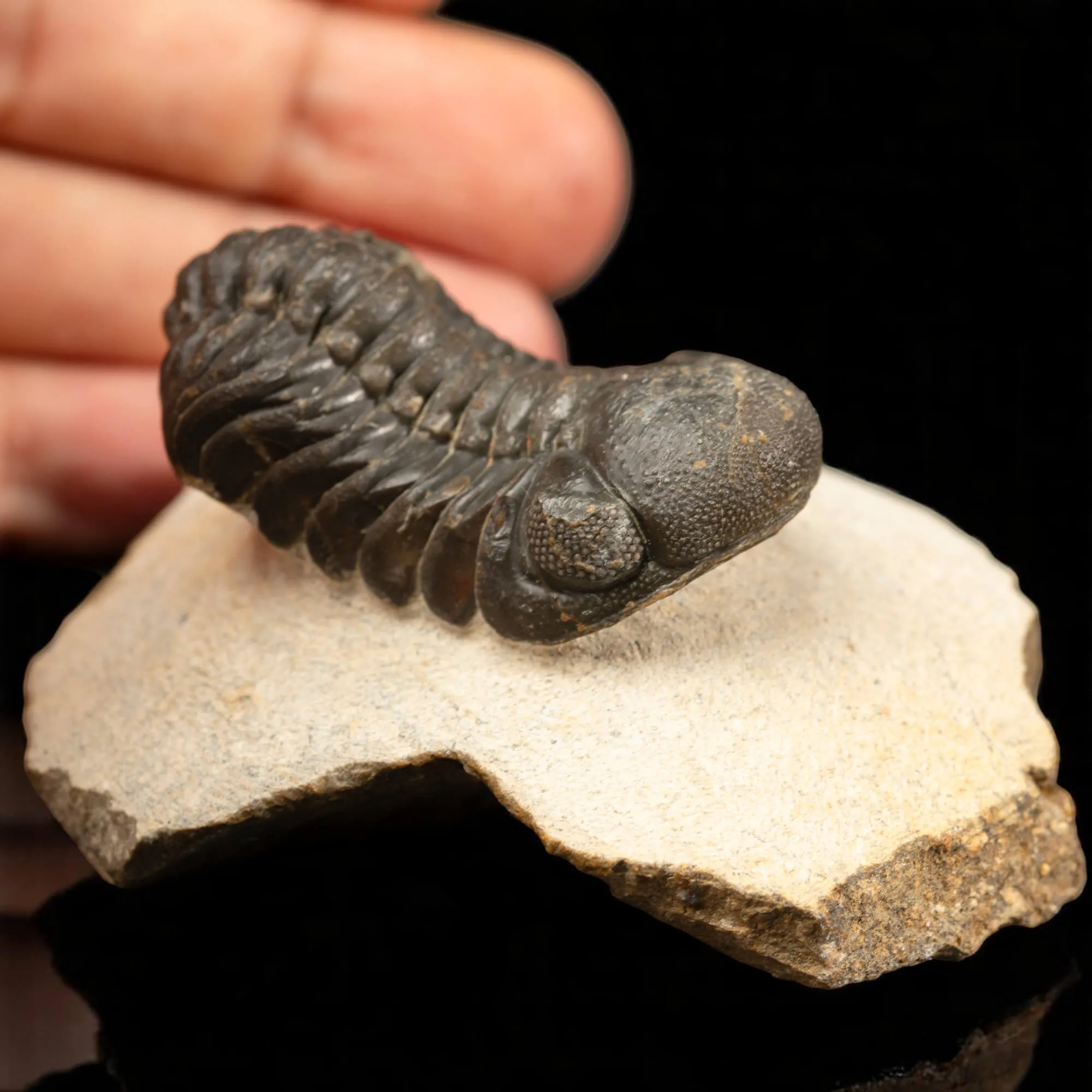 Trilobite Gerastos Granulosus – Fossile Devoniano.