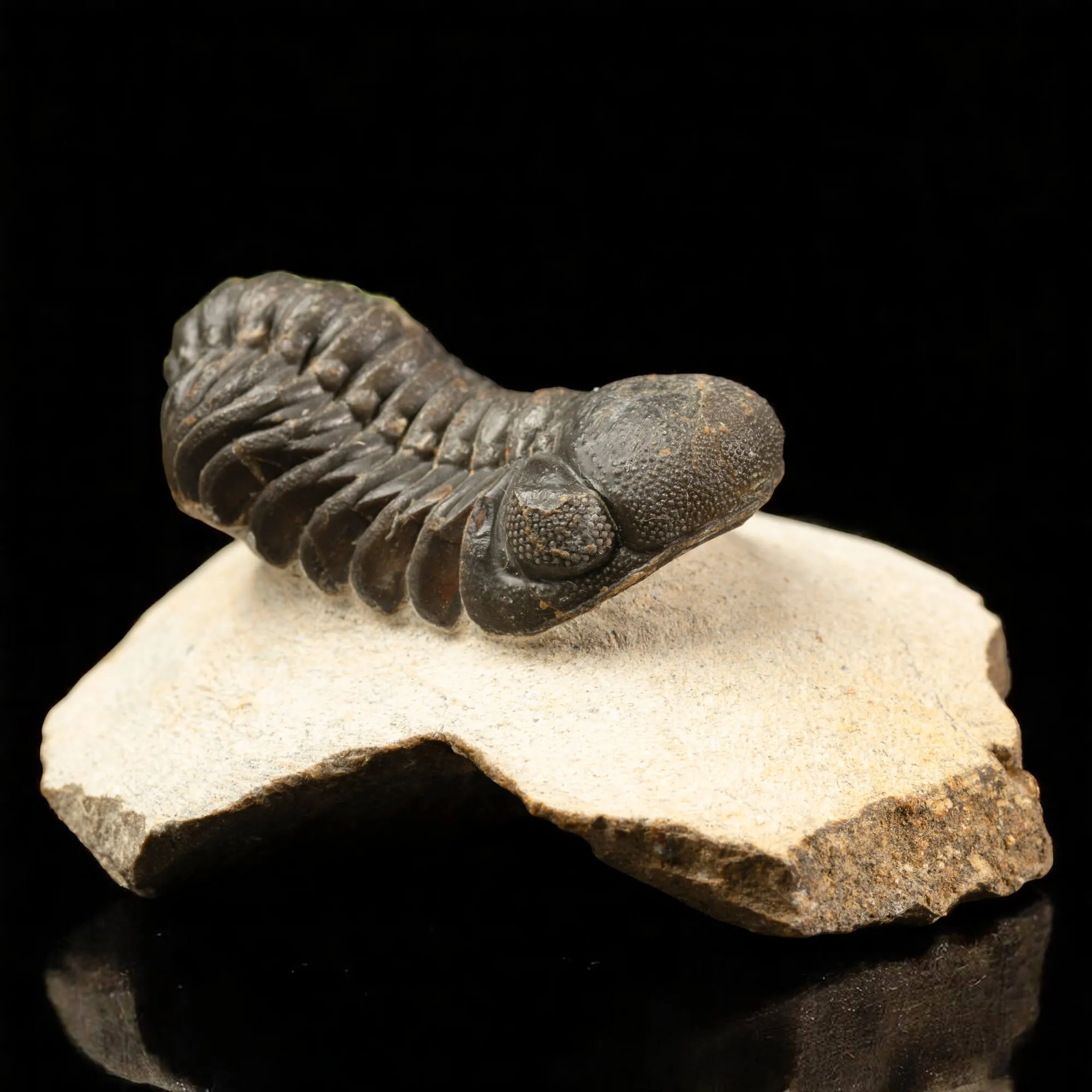 Trilobite Gerastos Granulosus – Fossile Devoniano.