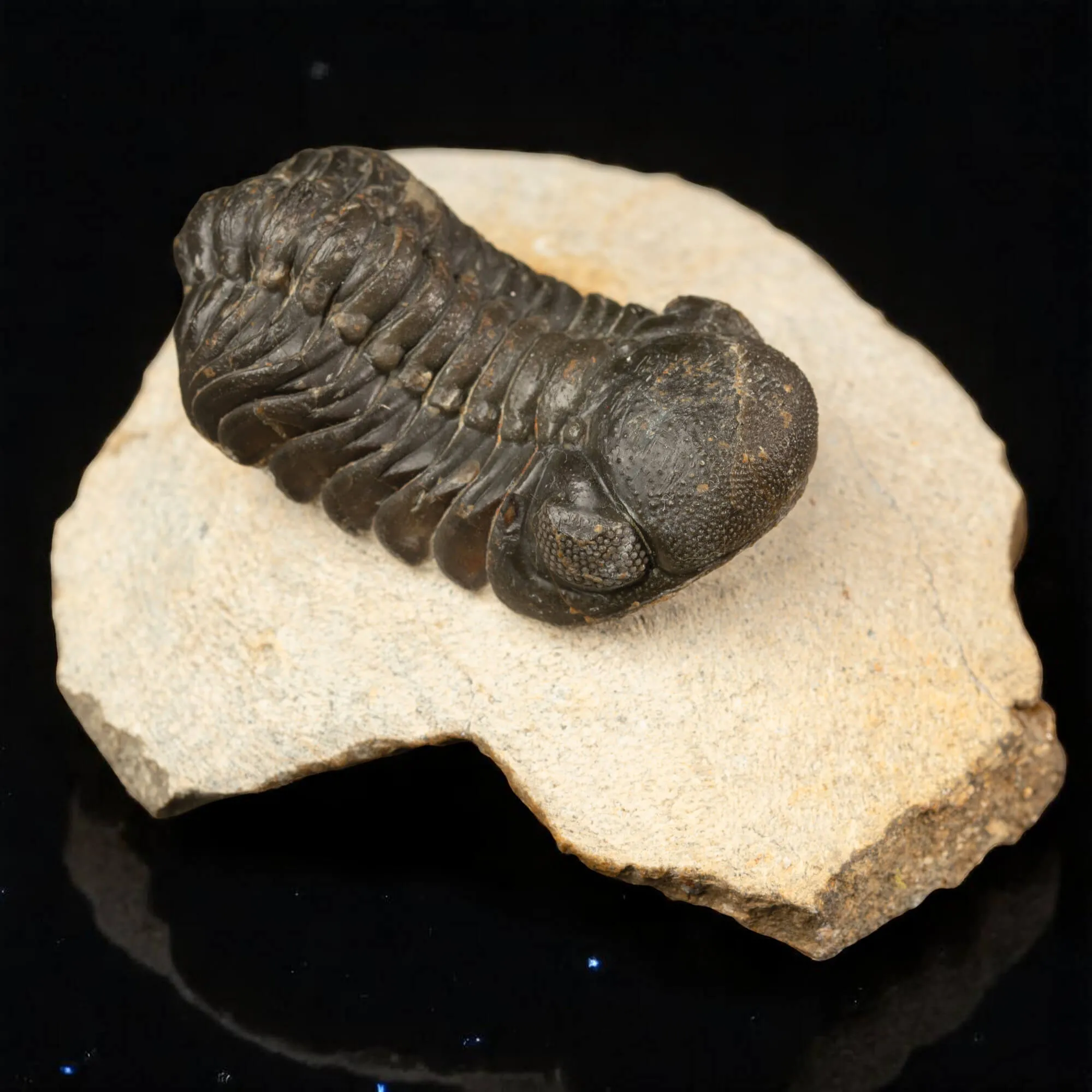 Trilobite Gerastos Granulosus – Fossile Devoniano.