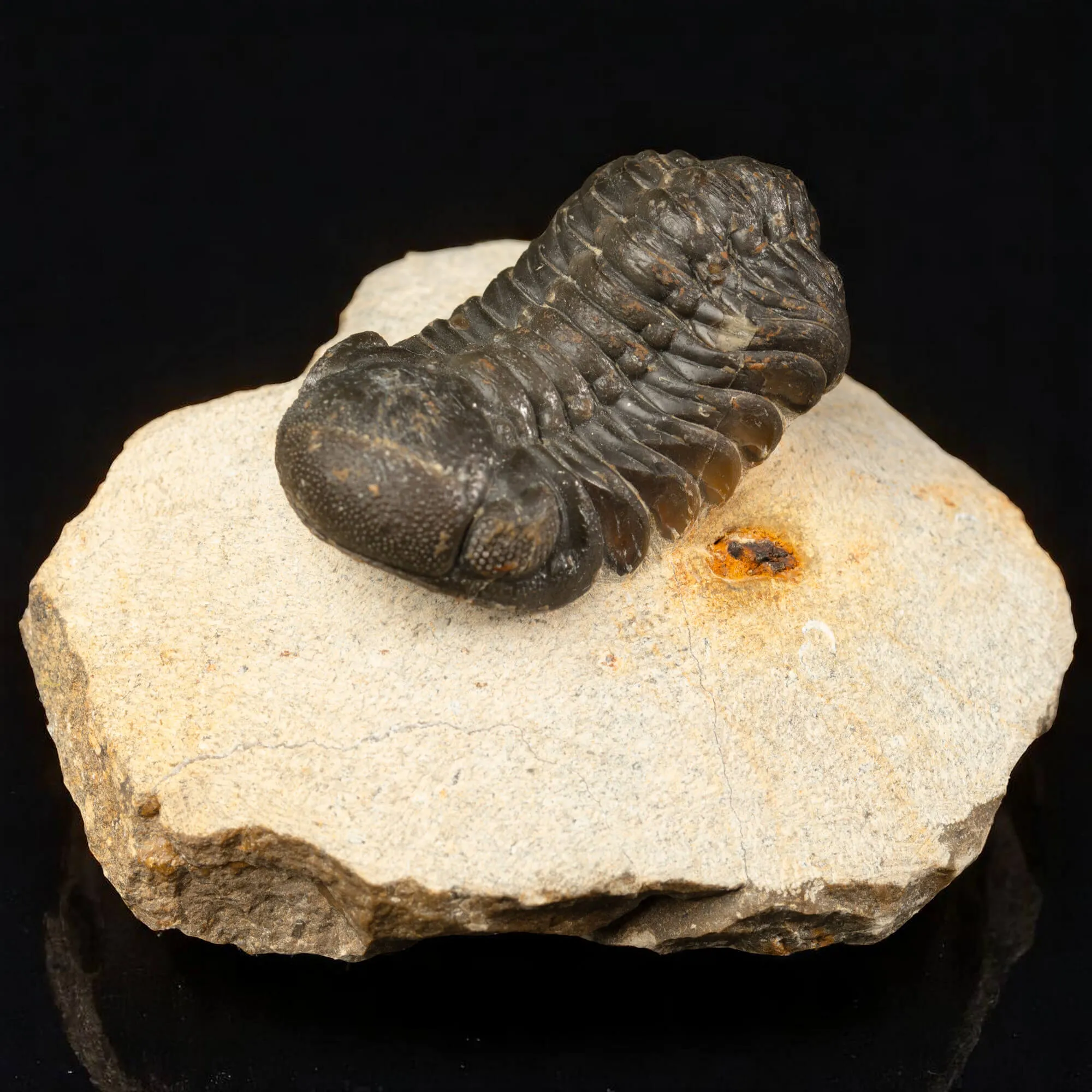 Trilobite Gerastos Granulosus – Fossile Devoniano.