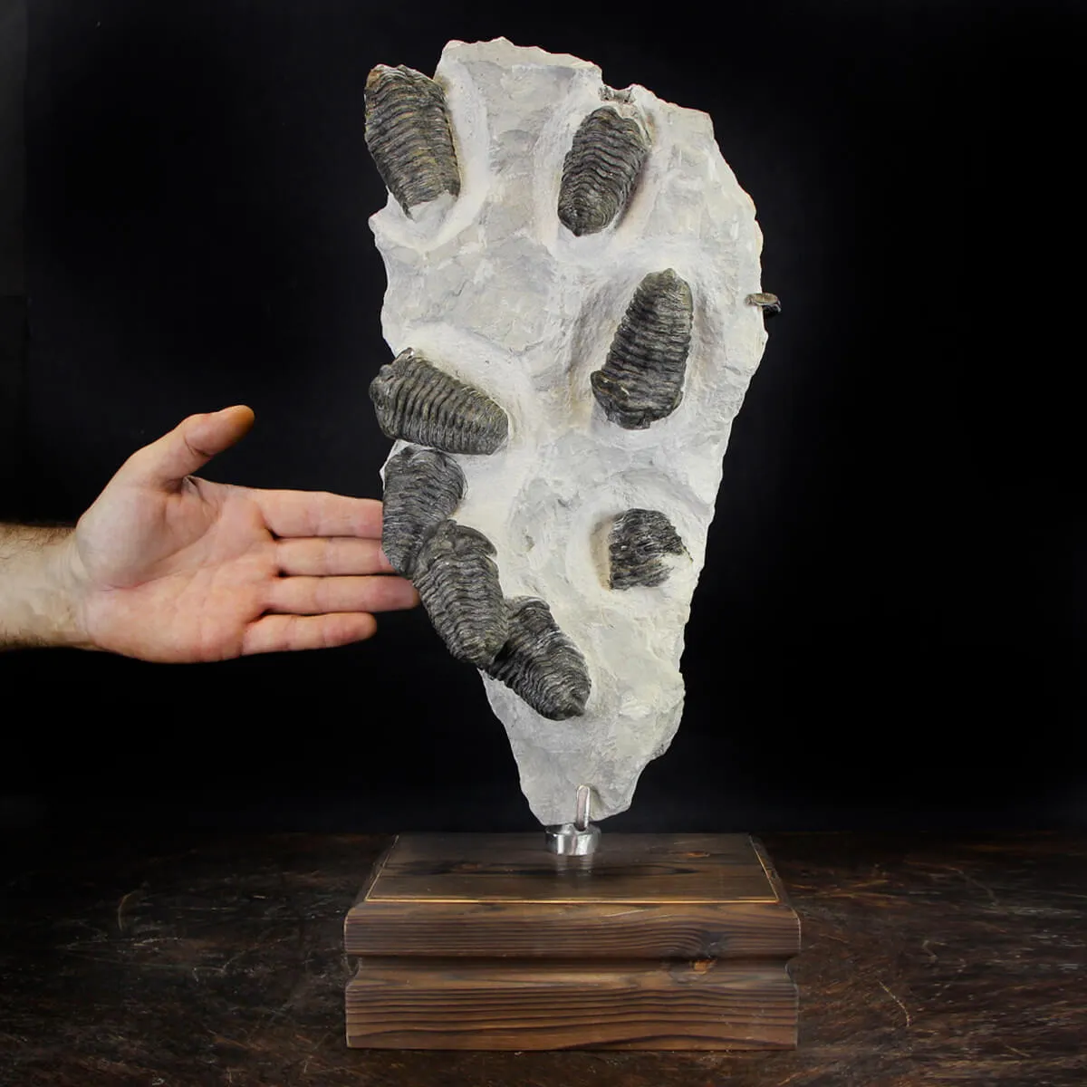 Trilobite Fossil