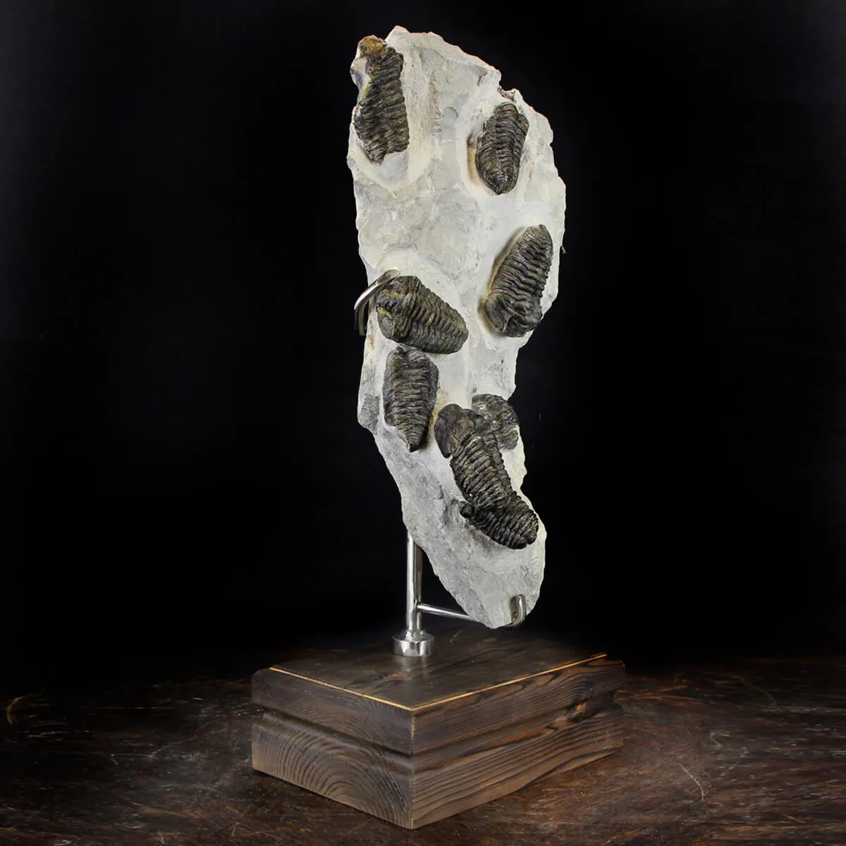 Trilobite Fossil