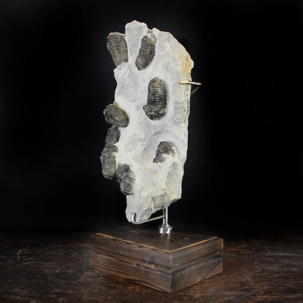 Trilobite Fossil