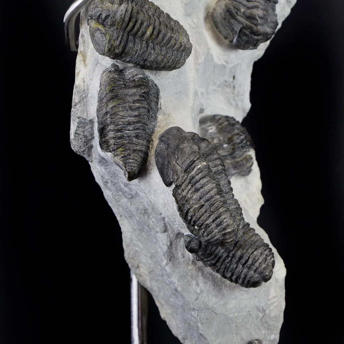 Trilobite Fossil