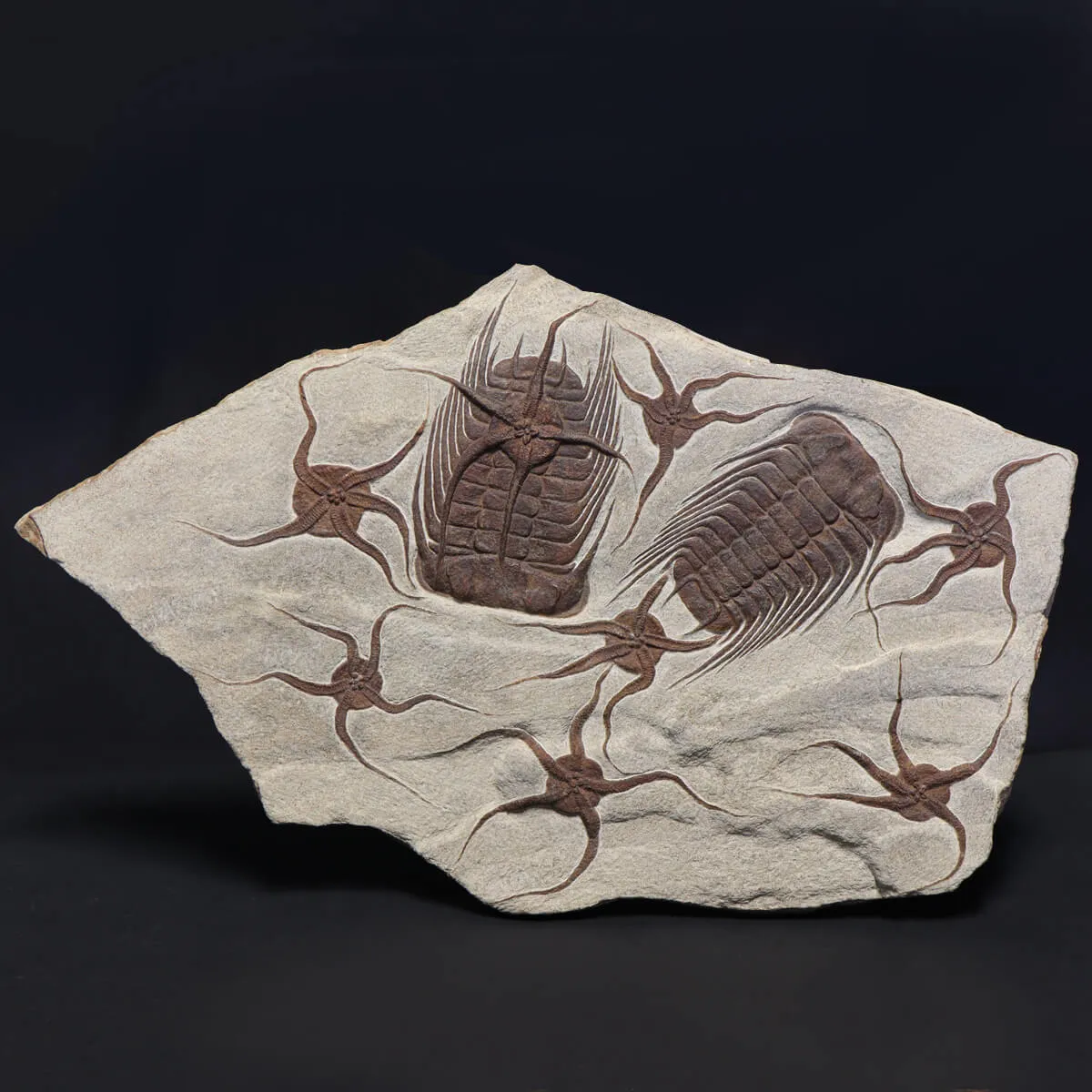 Trilobite Selenopeltis e Ophiura