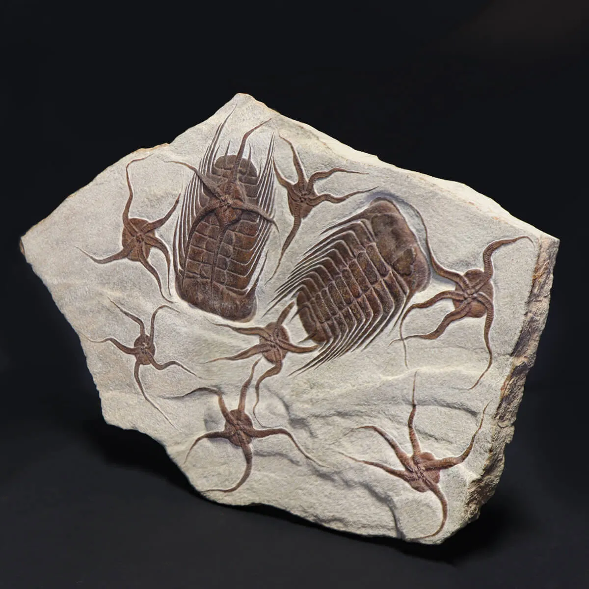 Trilobite Selenopeltis e Ophiura