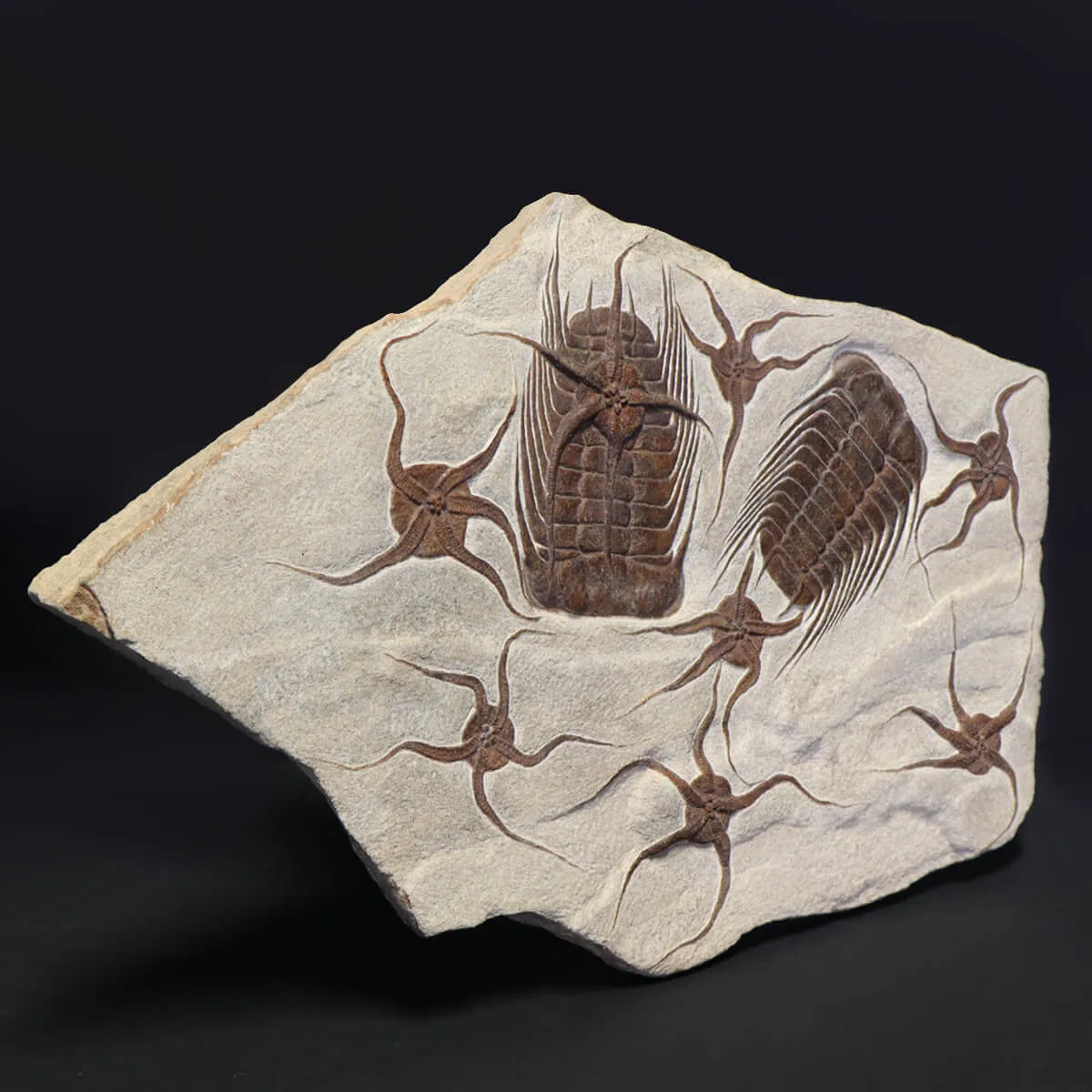 Trilobite Selenopeltis e Ophiura