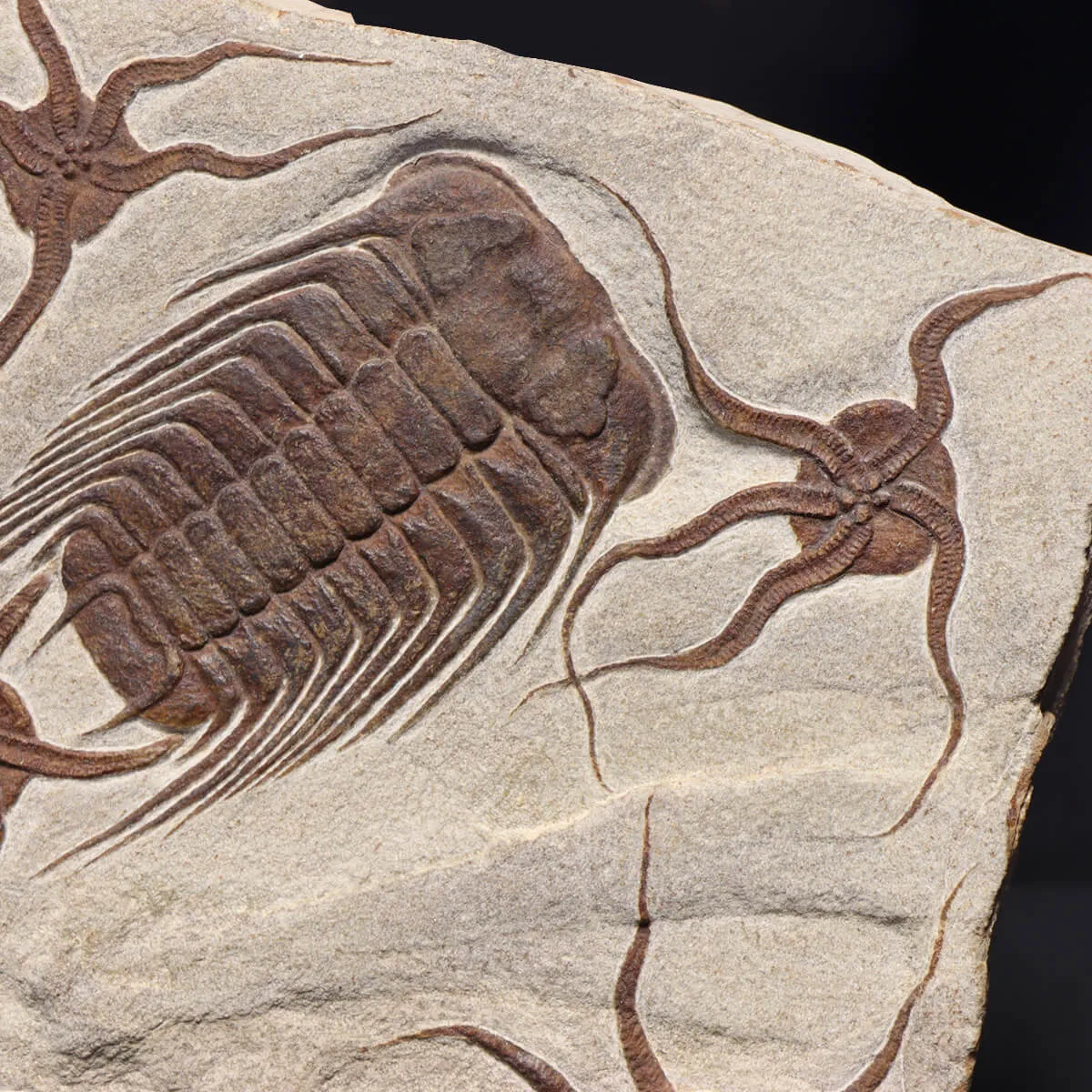 Trilobite Selenopeltis e Ophiura