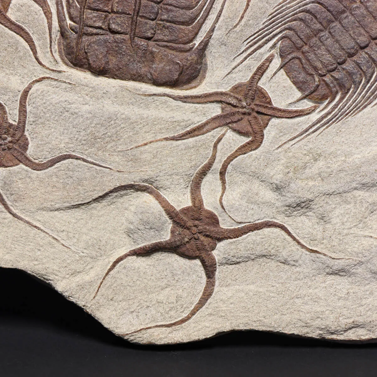 Trilobite Selenopeltis e Ophiura