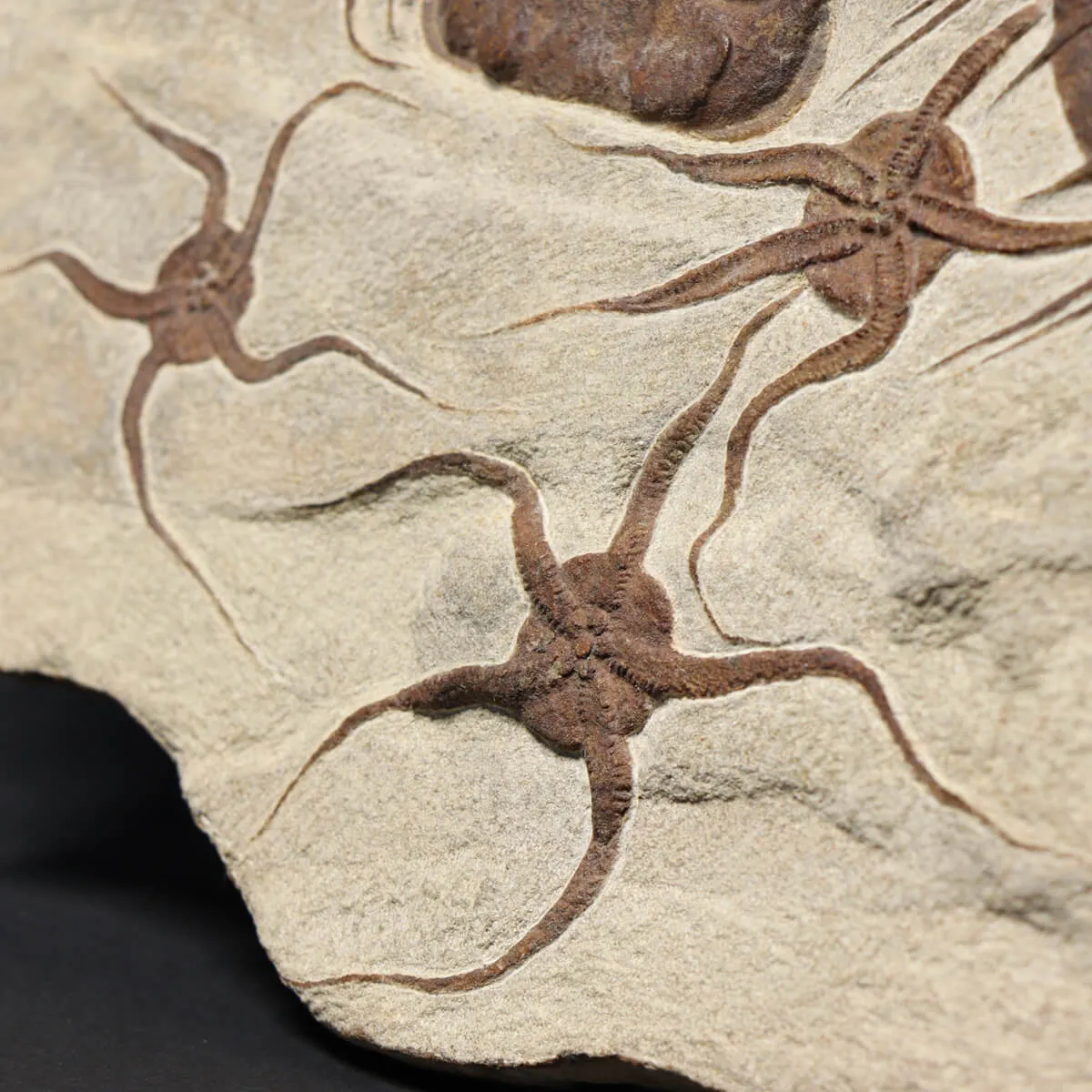 Trilobite Selenopeltis e Ophiura