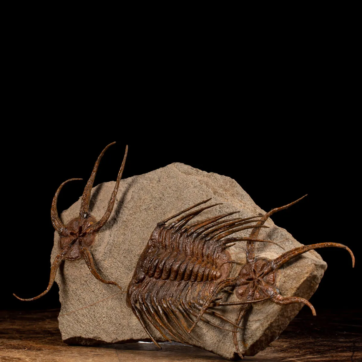 Trilobite Selenopeltis e Ophiura