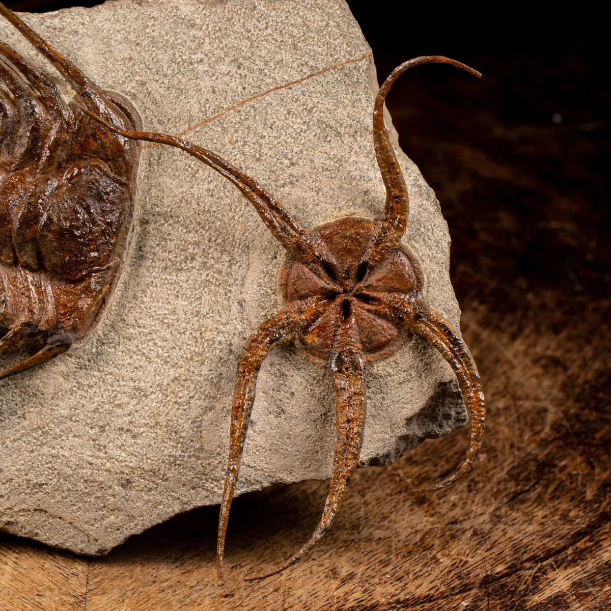 Trilobite Selenopeltis e Ophiura