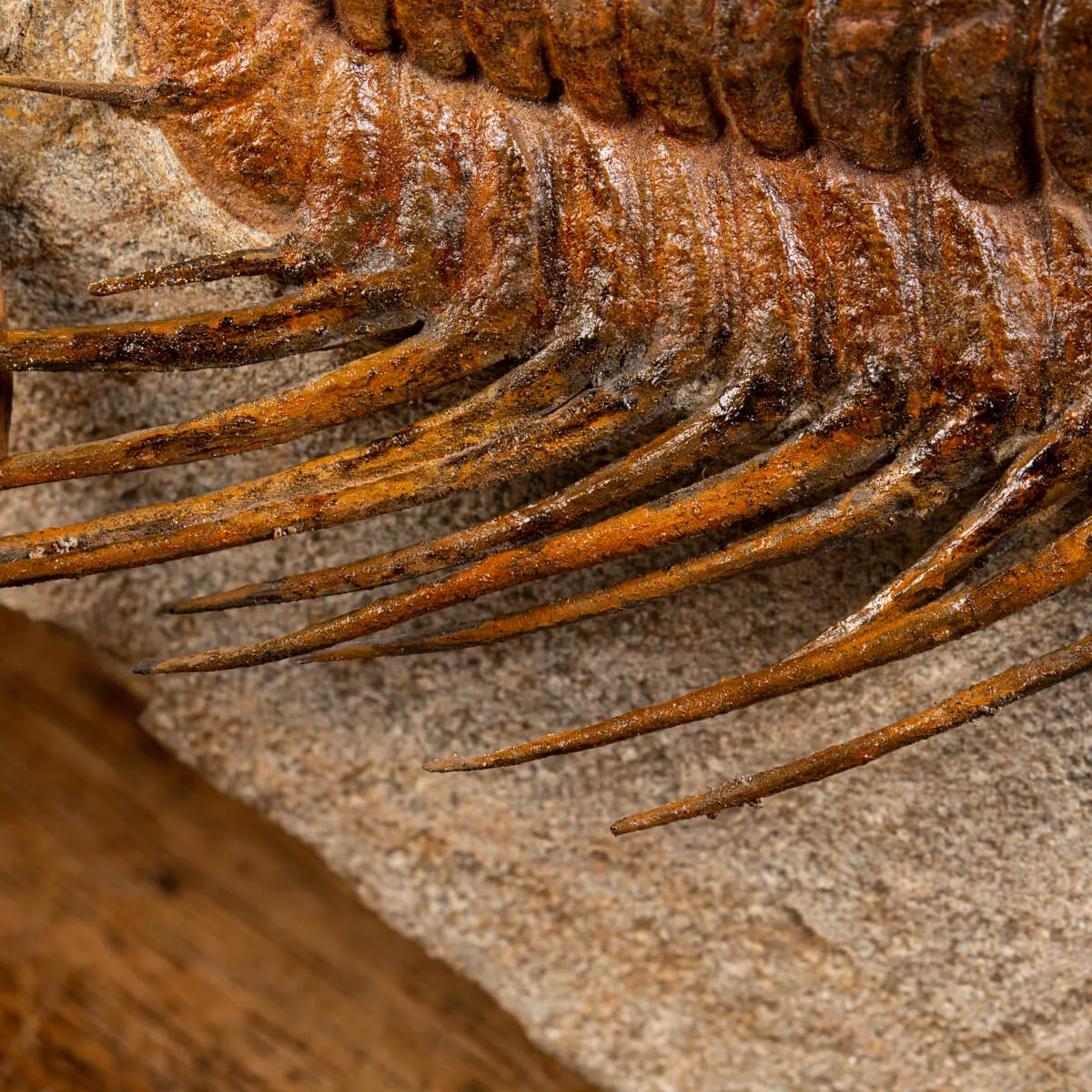 Trilobite Selenopeltis e Ophiura