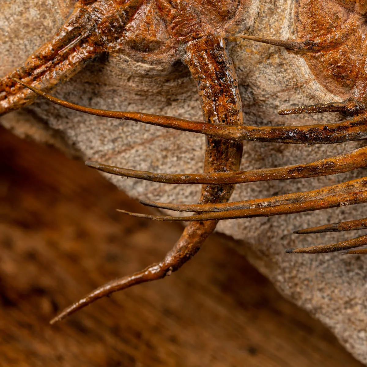Trilobite Selenopeltis e Ophiura