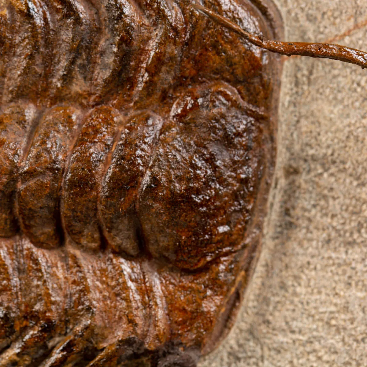 Trilobite Selenopeltis e Ophiura