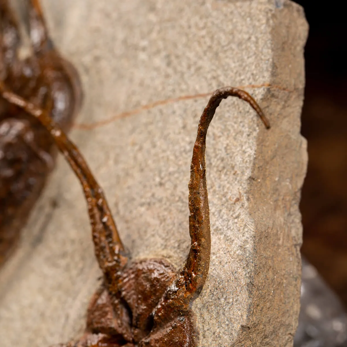 Trilobite Selenopeltis e Ophiura