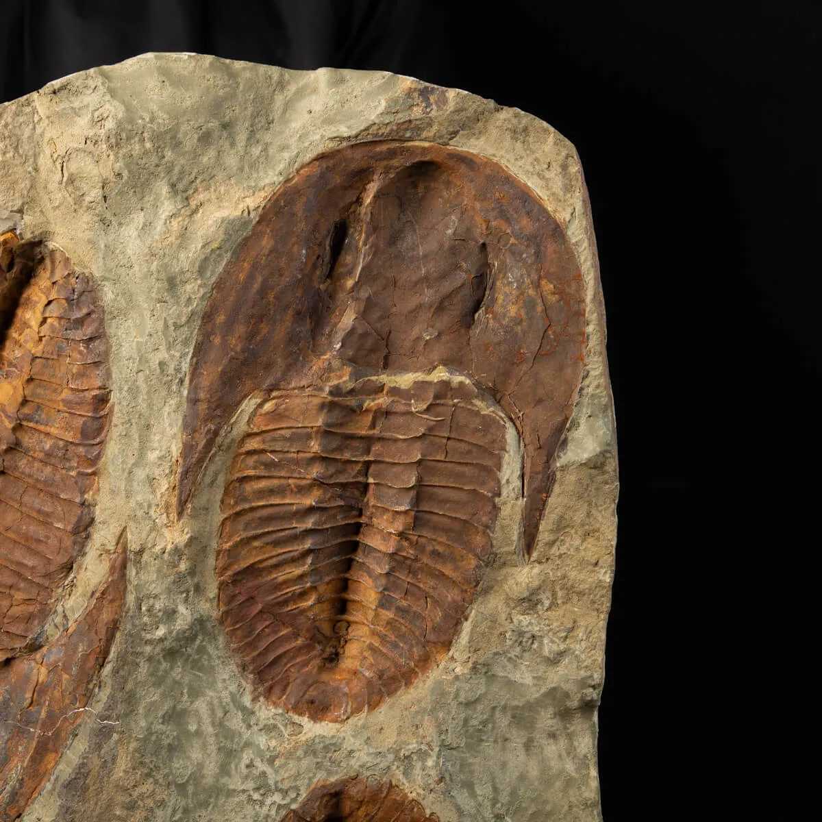 Cornuprteus sp