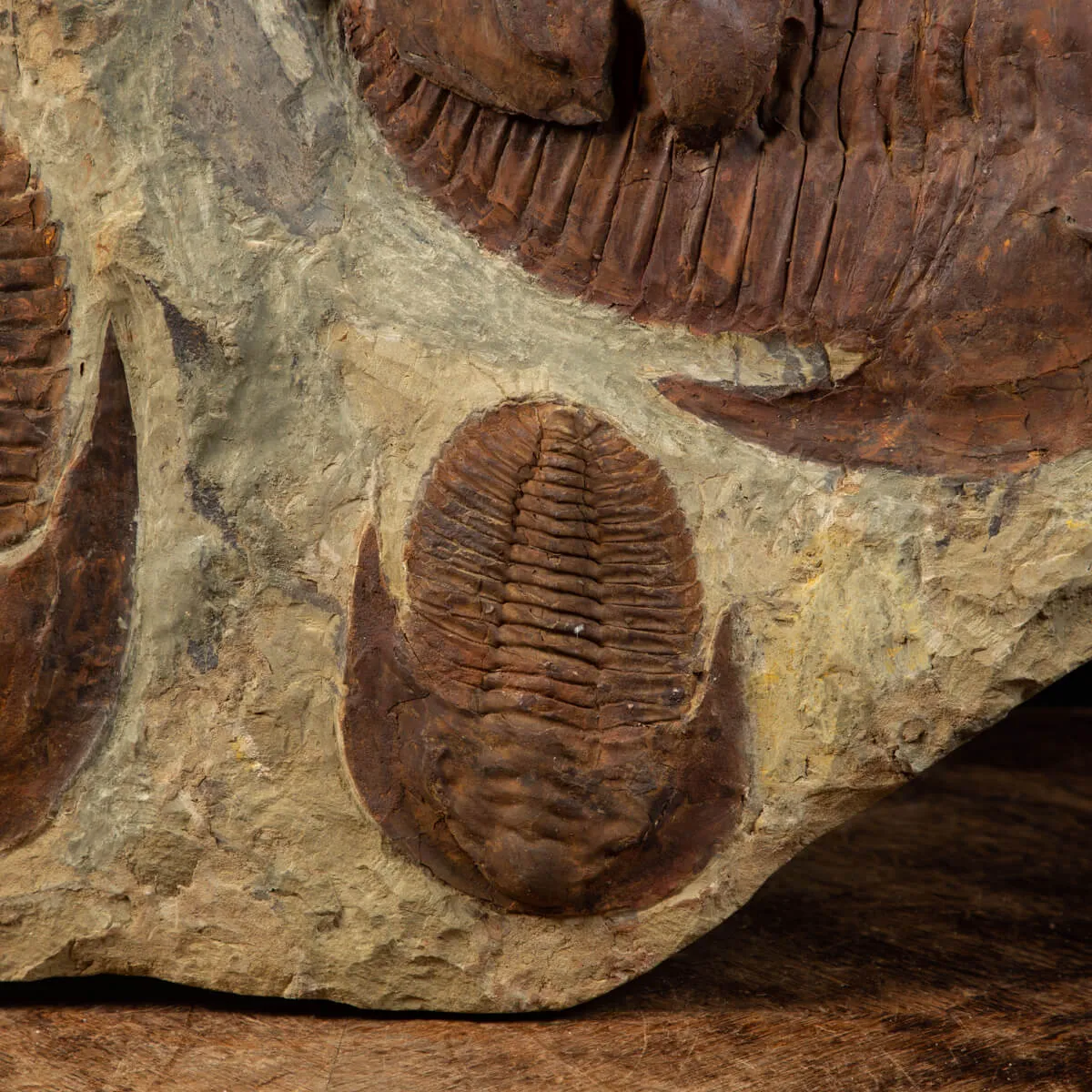 Cornuprteus sp