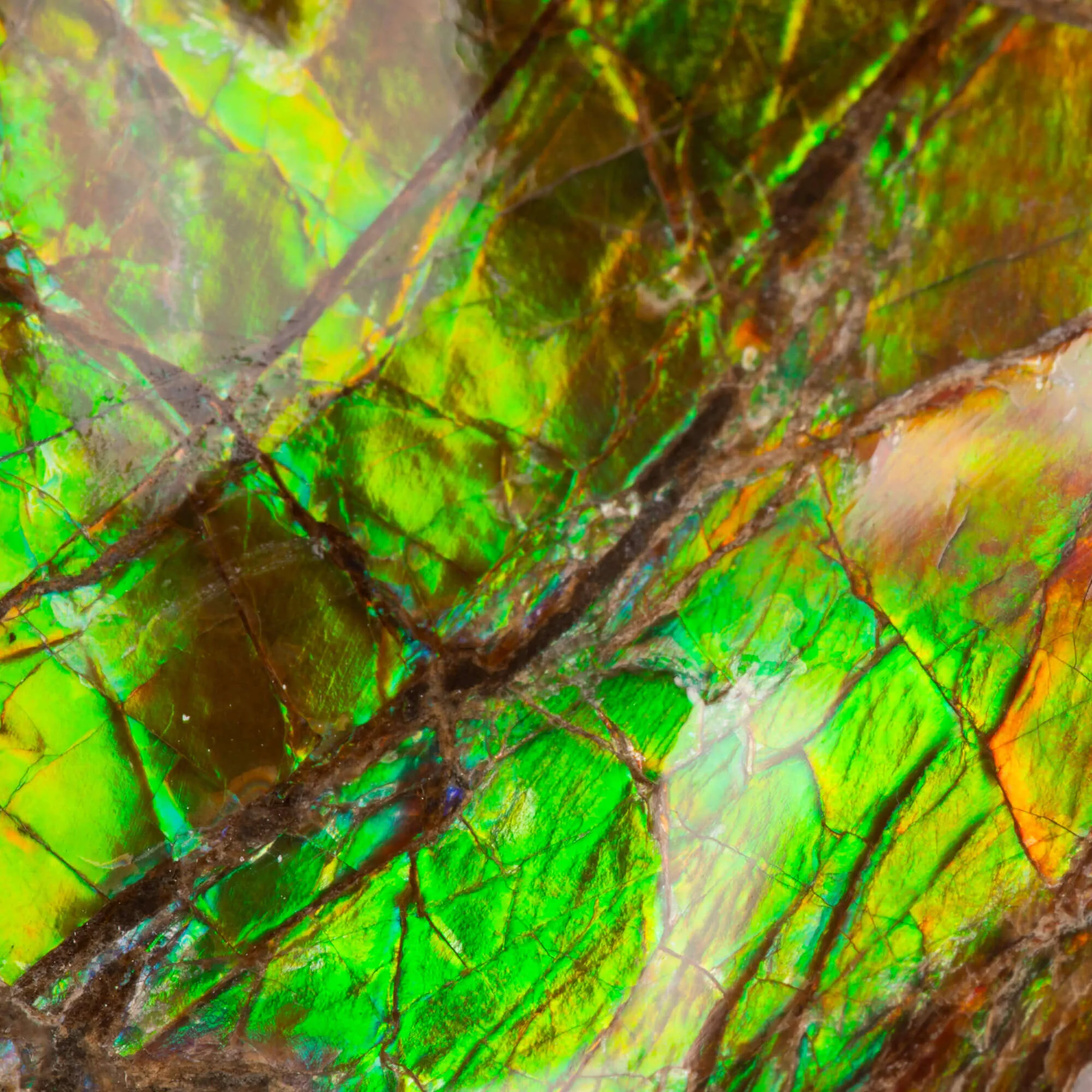 Ciondolo in Argento con Ammolite: La Magia dei Riflessi.