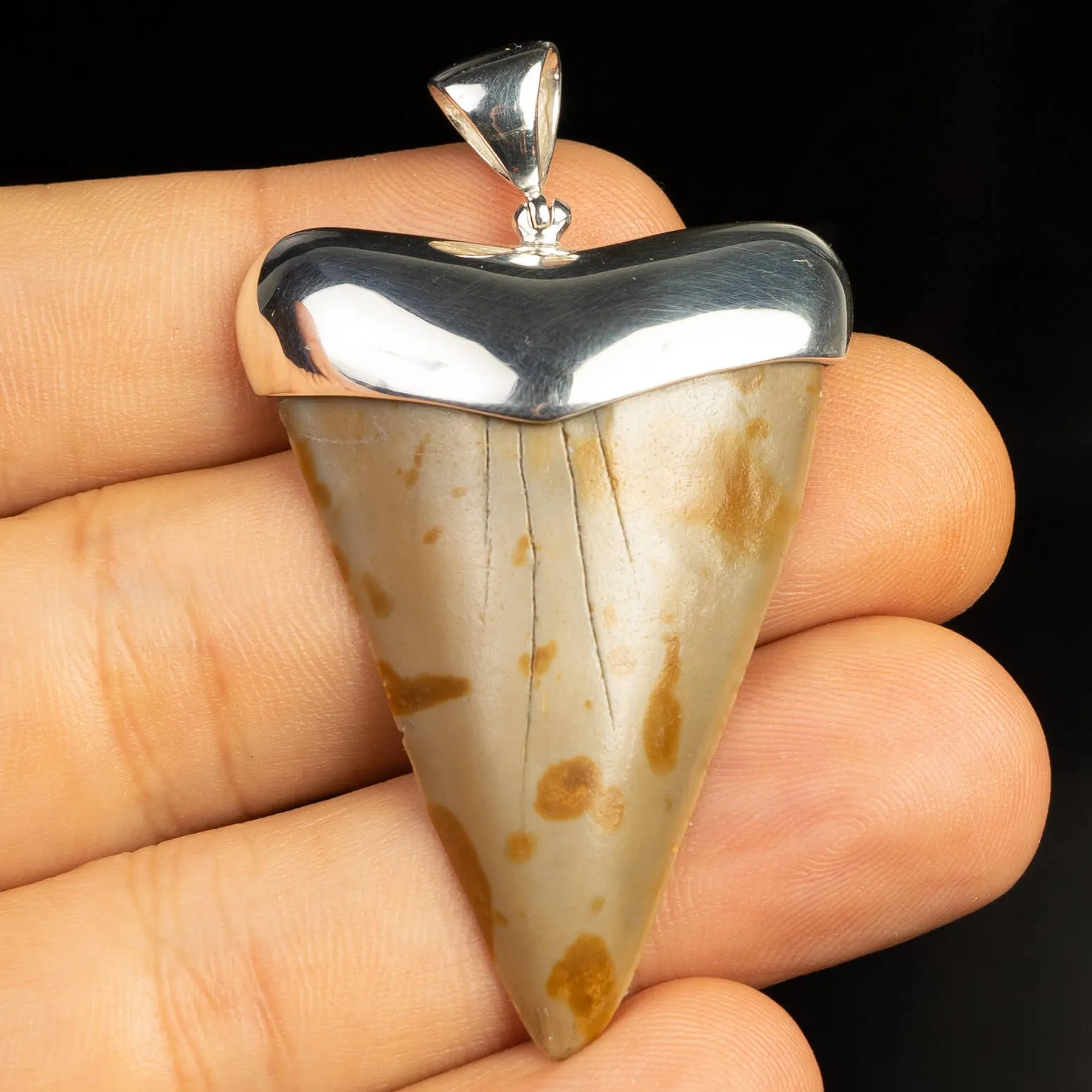Pendente in argento con Dente di Squalo Fossile