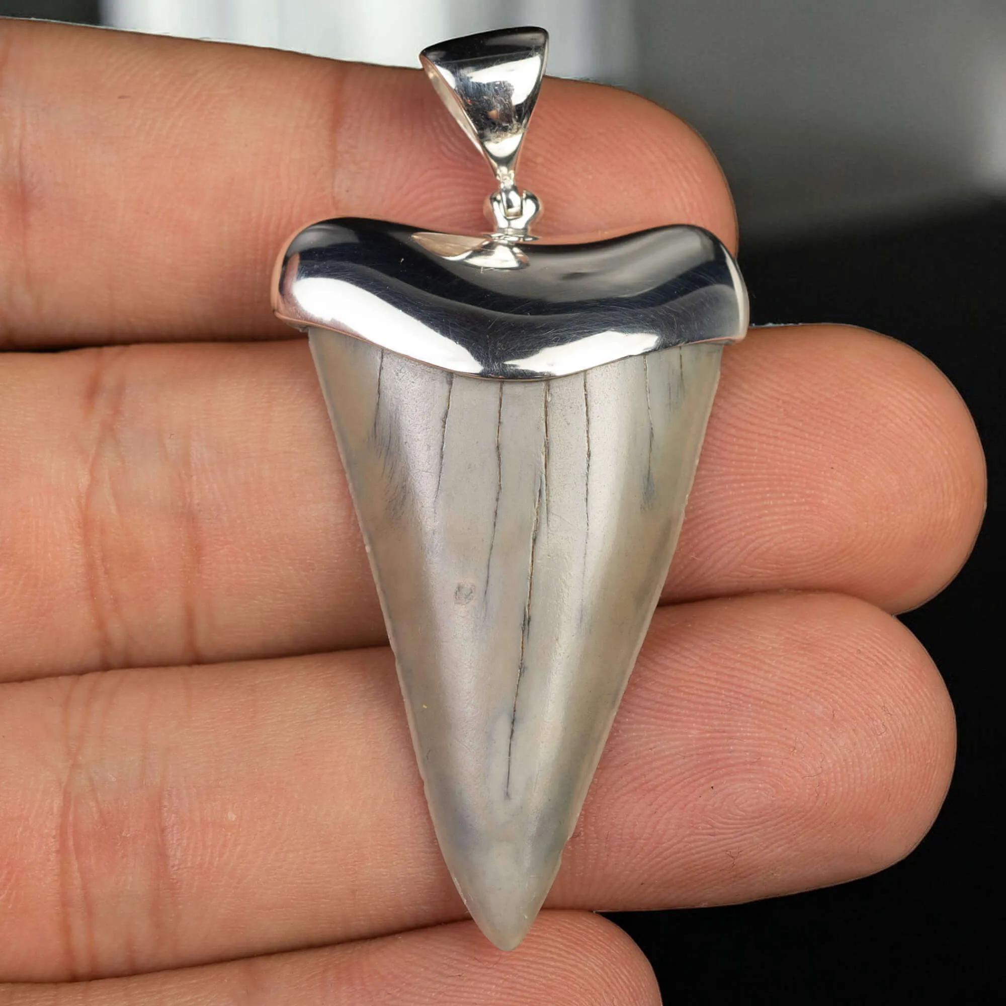 Ciondolo in Argento con Dente Fossile di Squalo Hastalis.