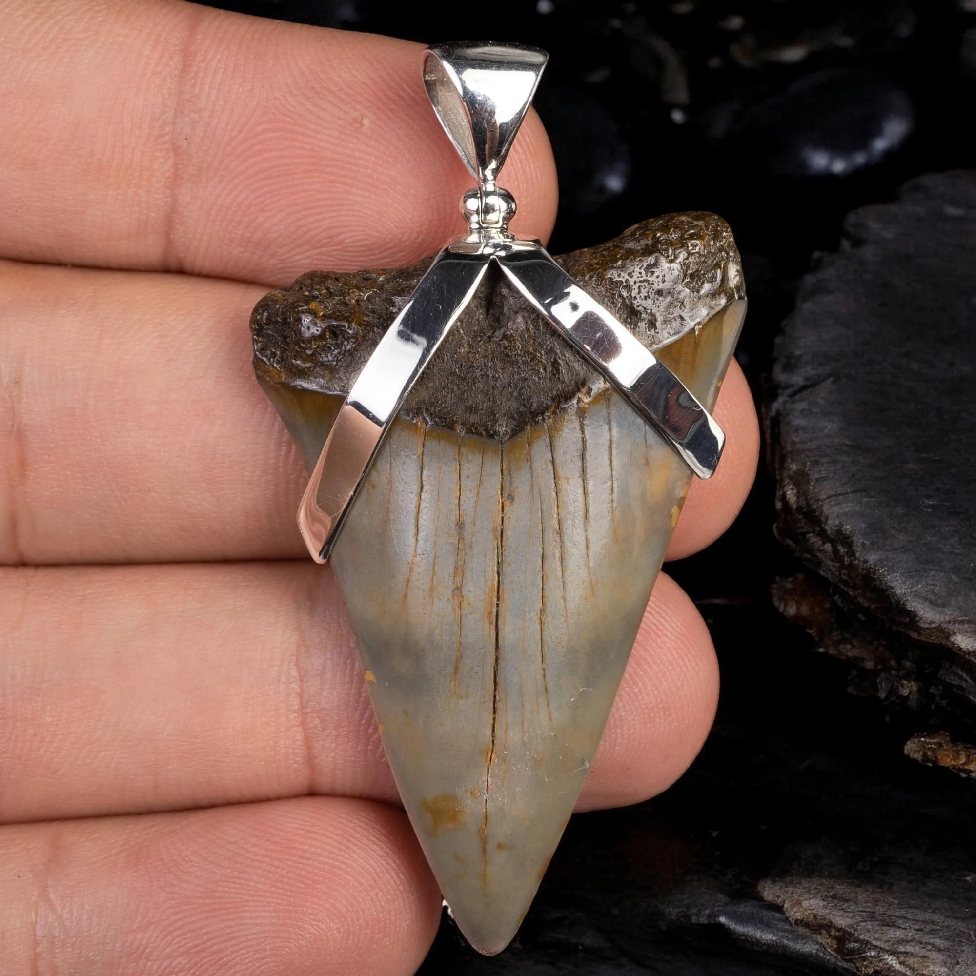 Dente Fossile di Squalo: Potenza Preistorica con Design Raffinato.