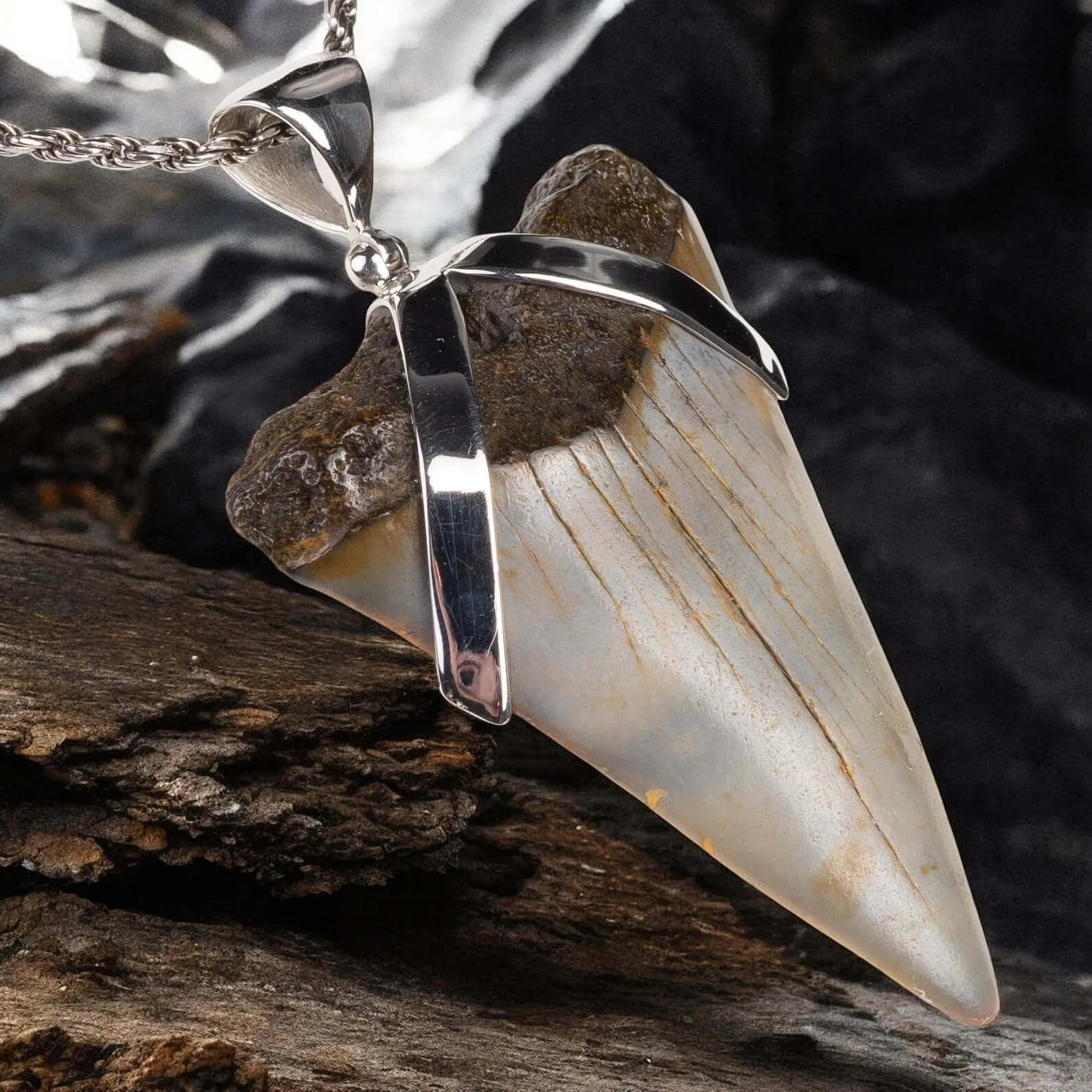 Dente Fossile di Squalo: Potenza Preistorica con Design Raffinato.