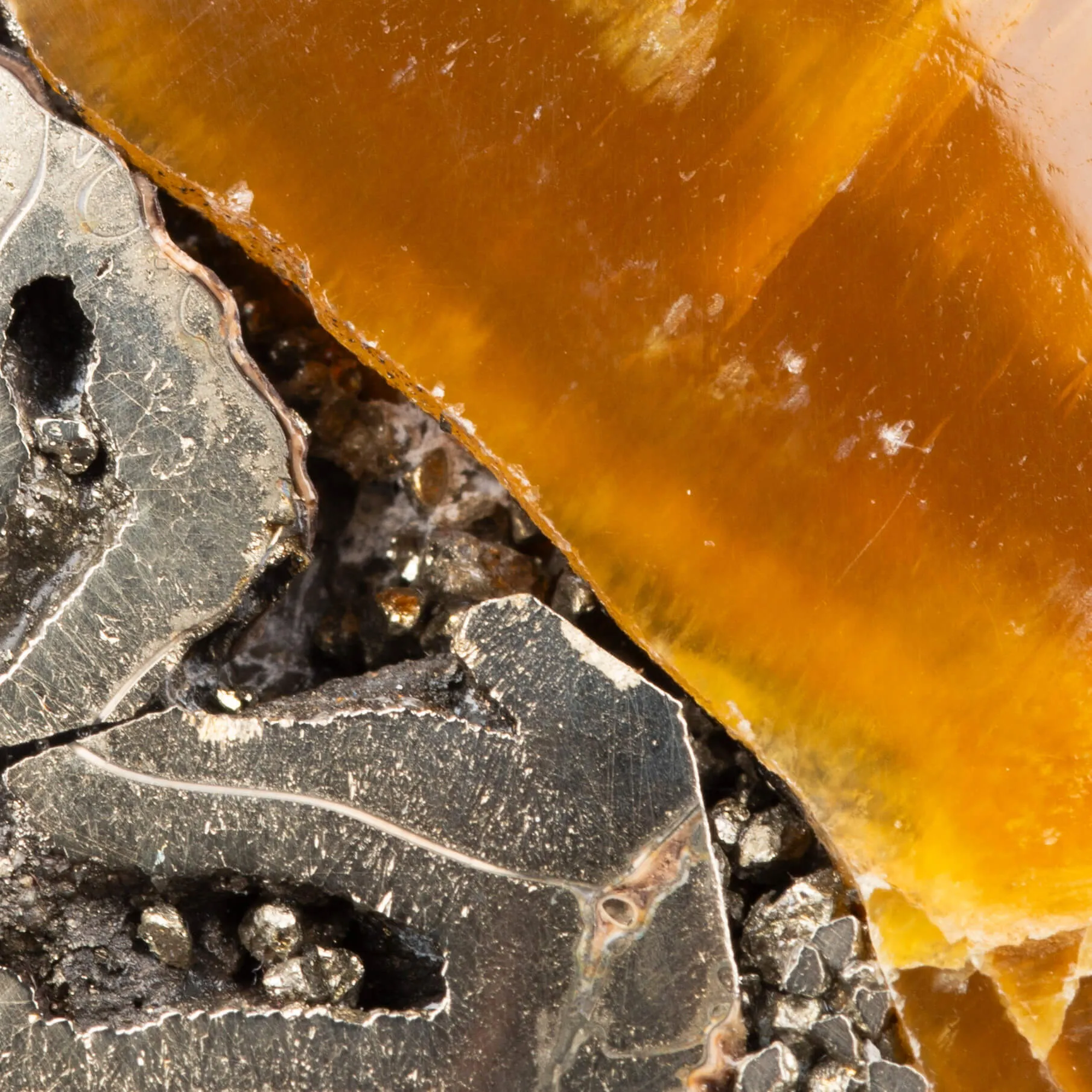 Ammonite Speetoniceras Versicolor – Pirite, Aragonite e Calcite.