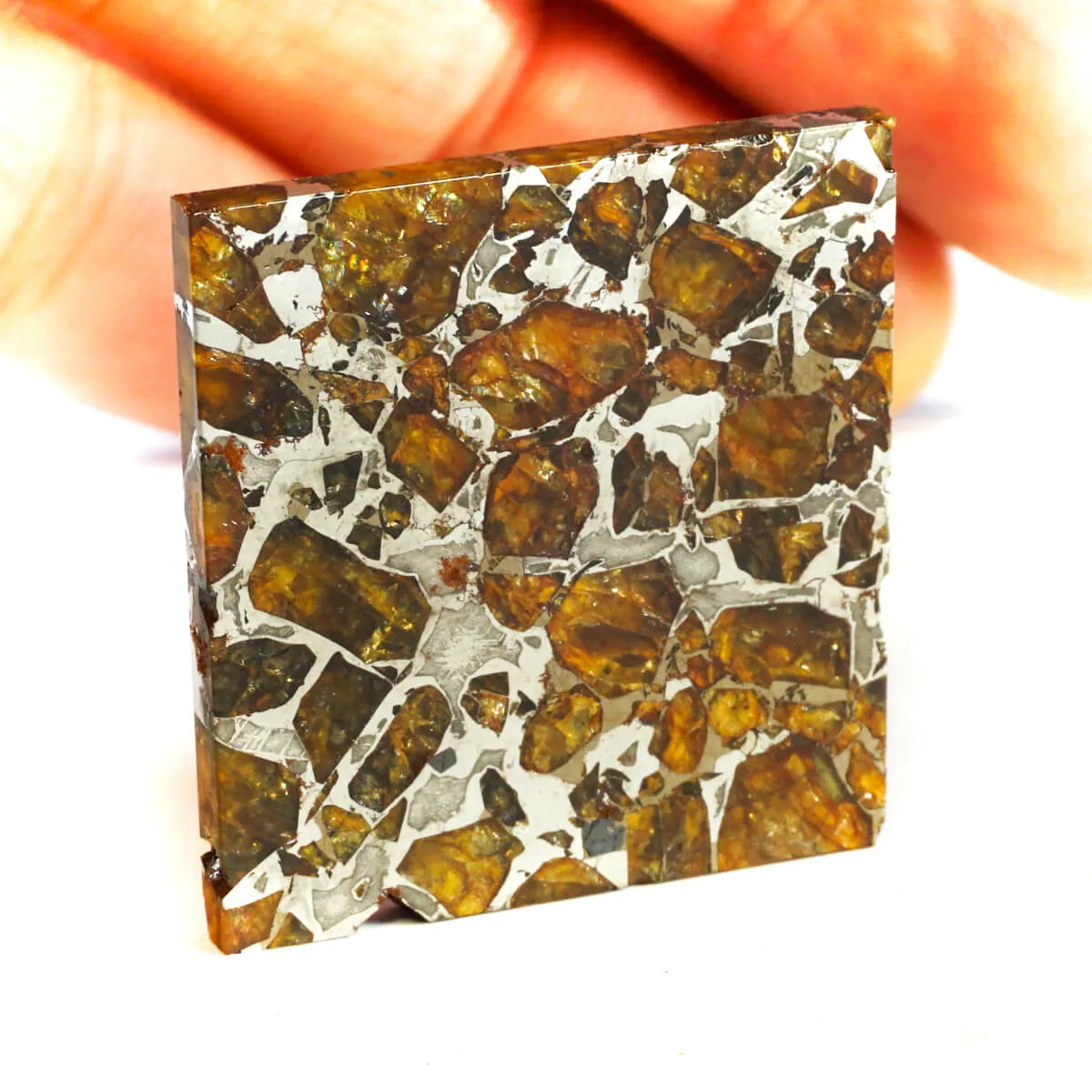 Pallasite Brahin