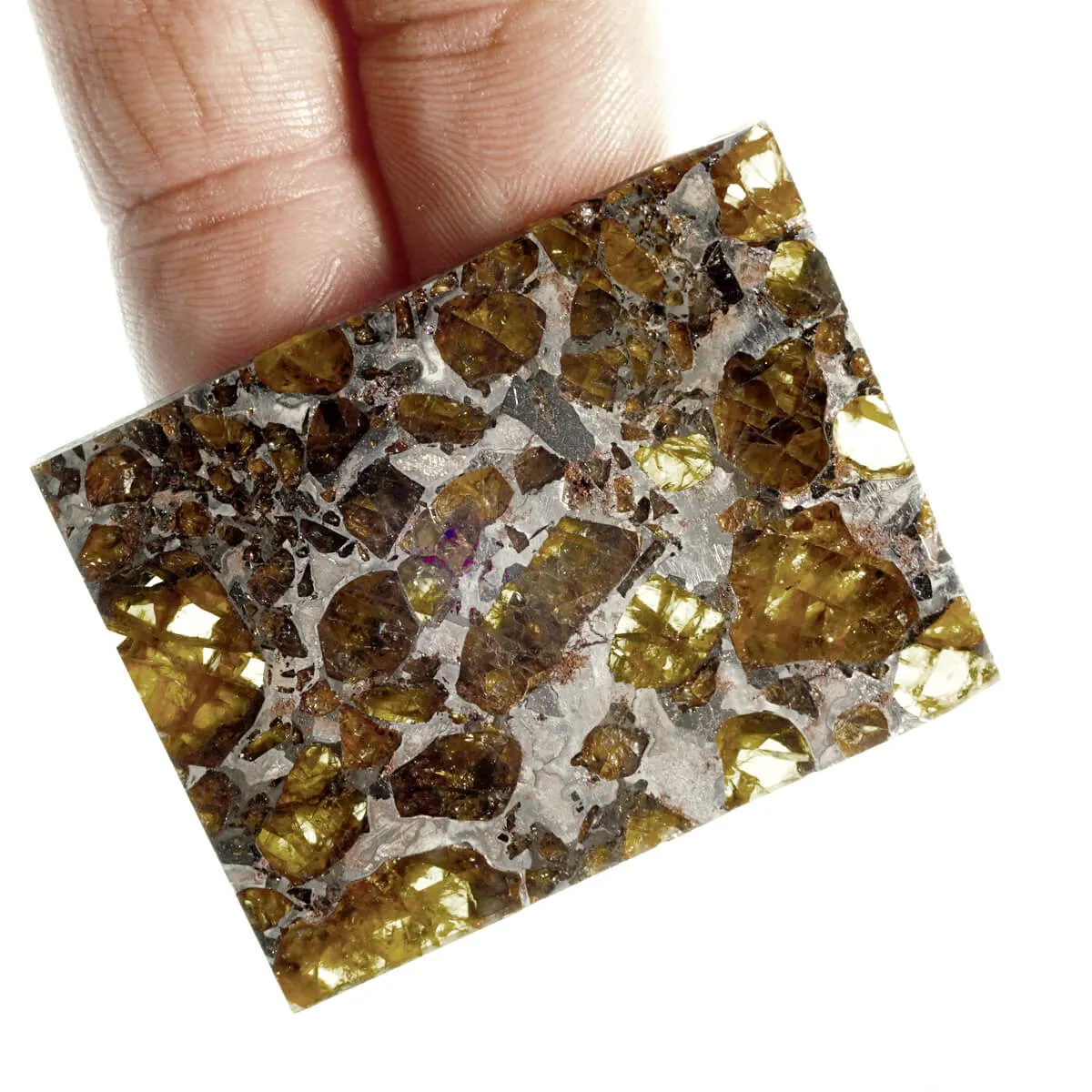 Pallasite Brahin