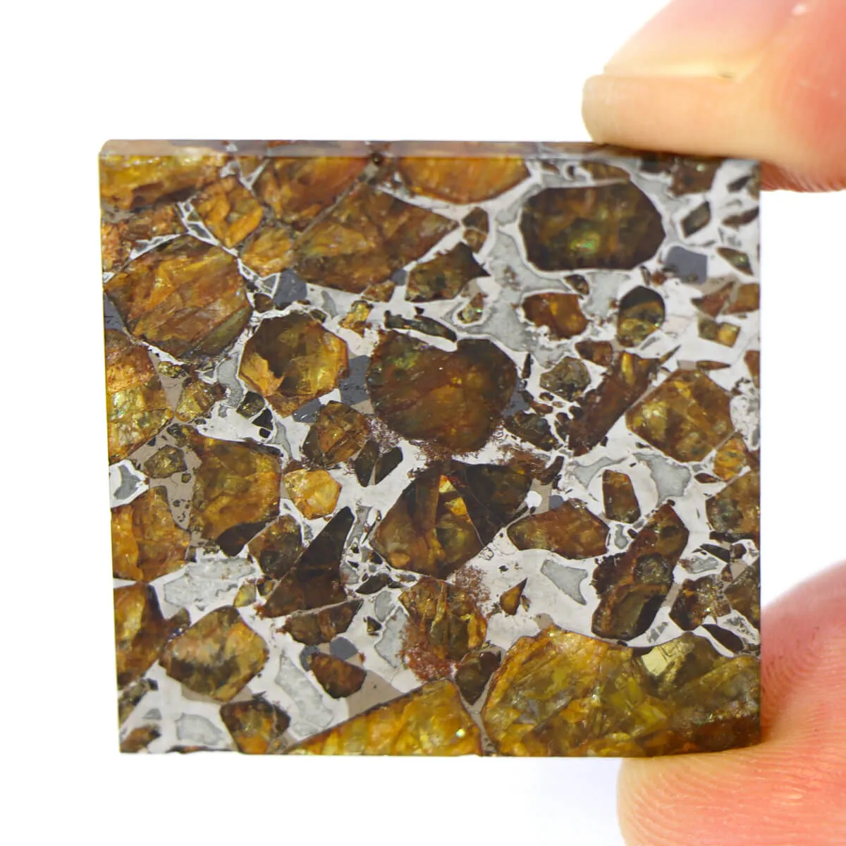 Pallasite Brahin