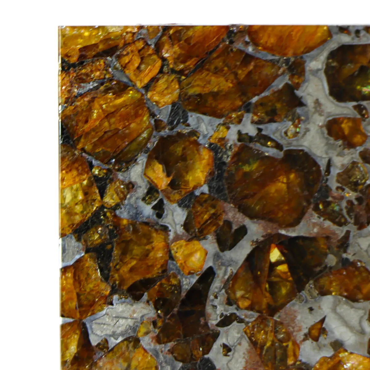 Pallasite Brahin