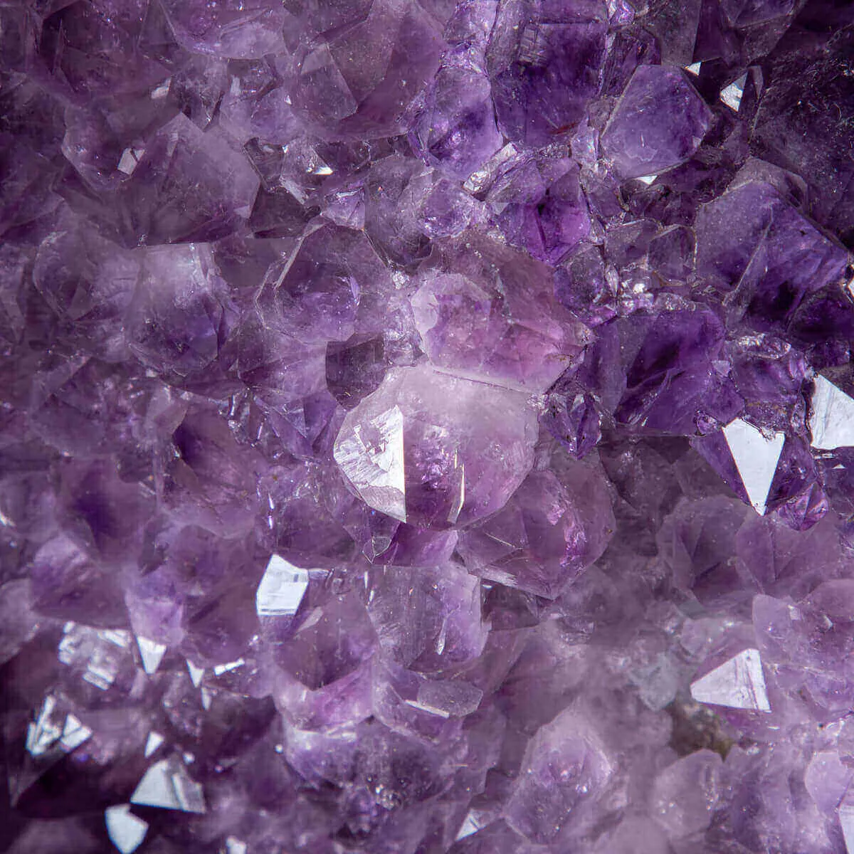 Geode di Ametista Unica nel suo Genere - Qualità Museale, una Meraviglia Naturale Rivelata.