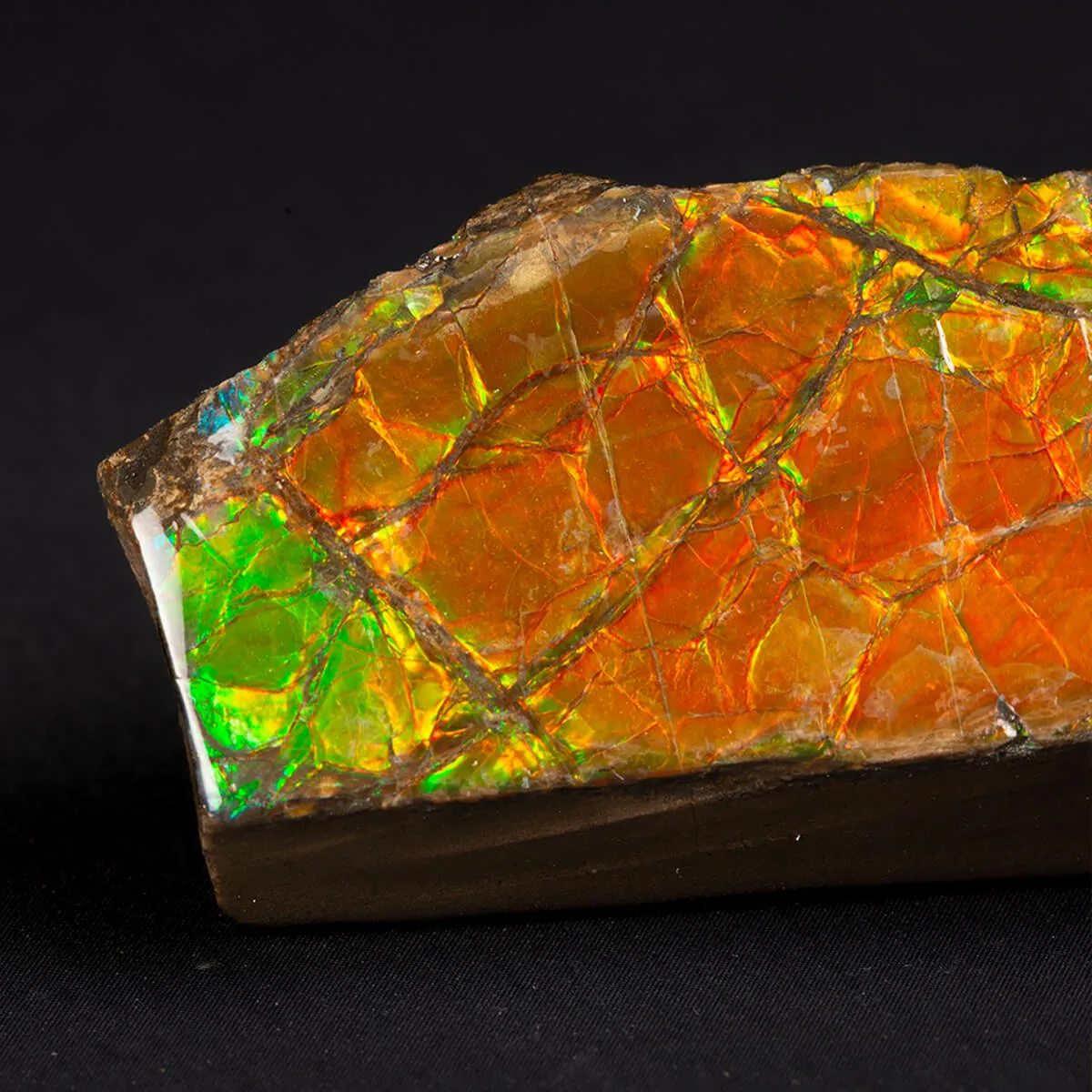 Ammolite
