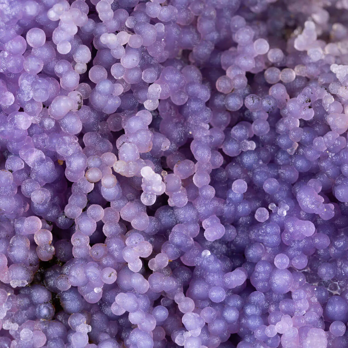 straordinaria formazione di Calcedonio Viola