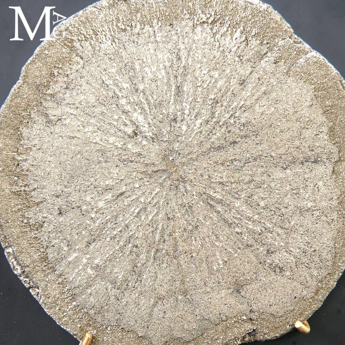 Pirite Sun – Formazione Discoidale di Pirite – Sparta, Illinois, USA.