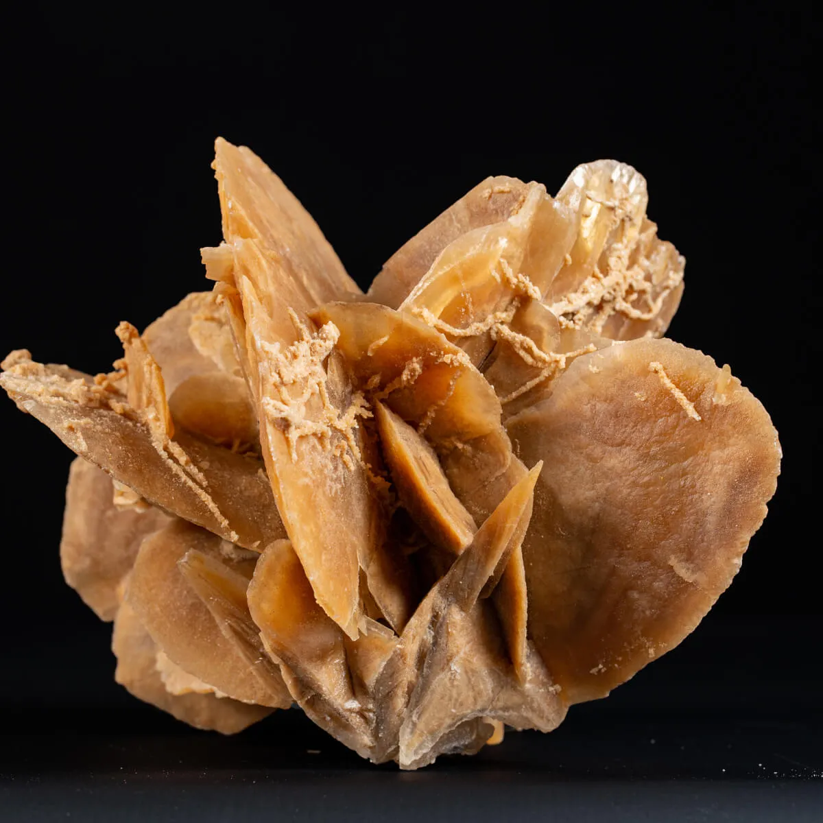 Rosa del Deserto