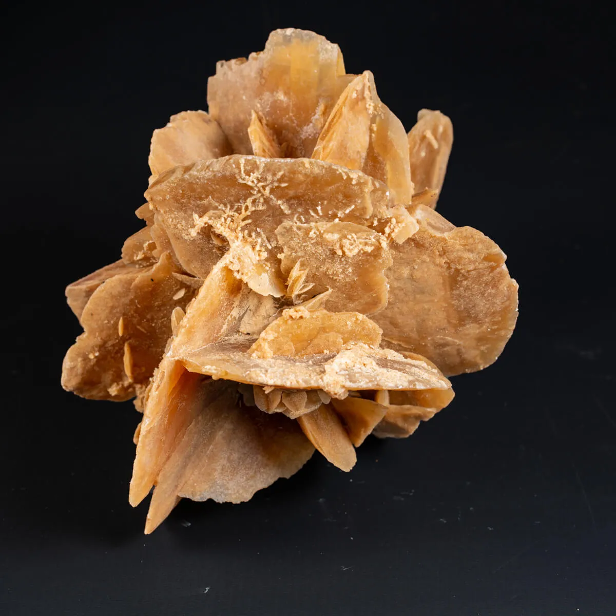 Rosa del Deserto