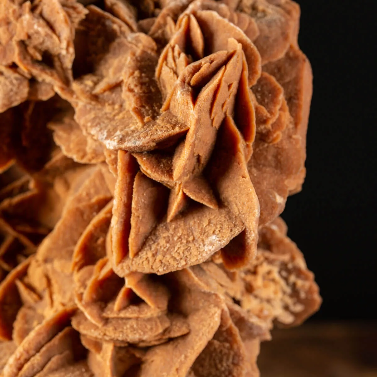 Rosa del Deserto su base di legno
