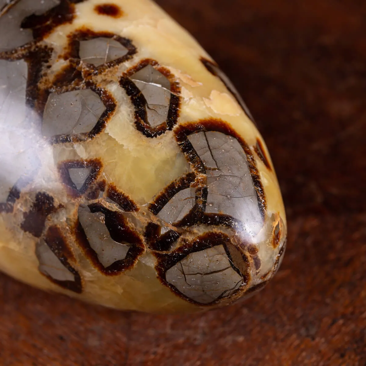 Shiva Lingam di Septaria: Ponte tra il Divino e il Terreno.