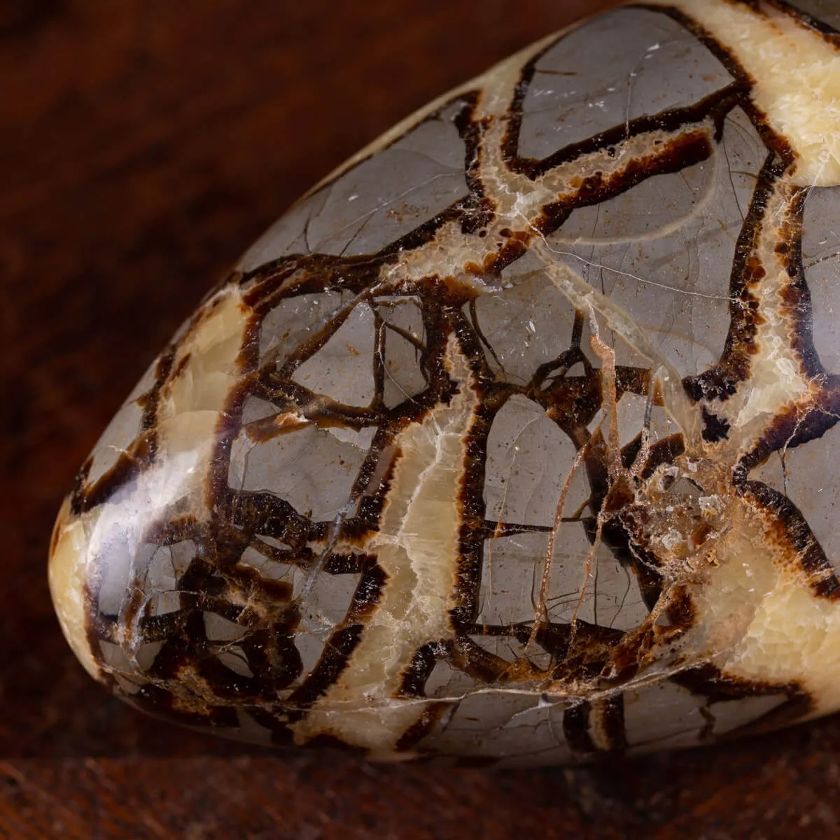 Shiva Lingam di Septaria: Equilibrio e Purificazione Energetica.